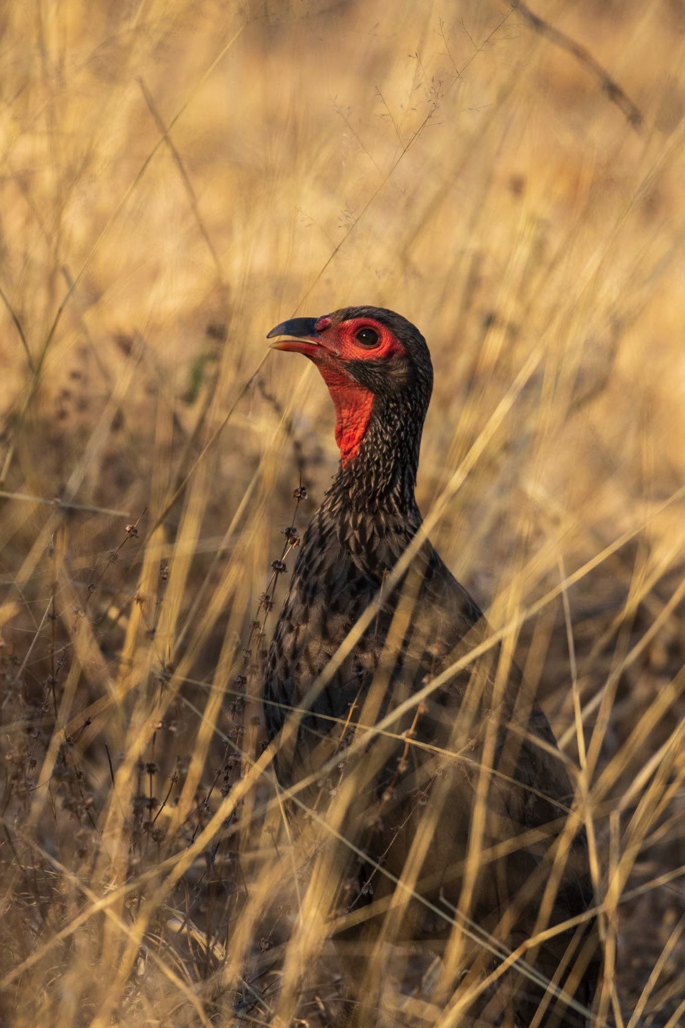 Red-necked Spurfowl