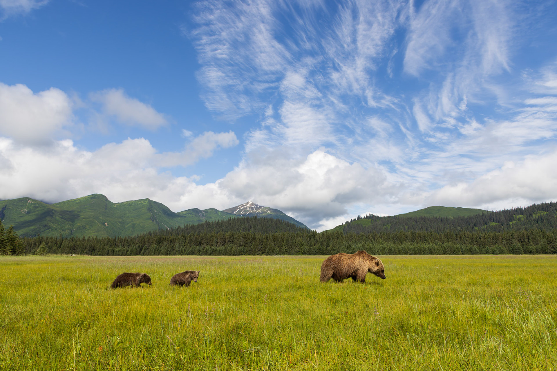 Crossing the meadow