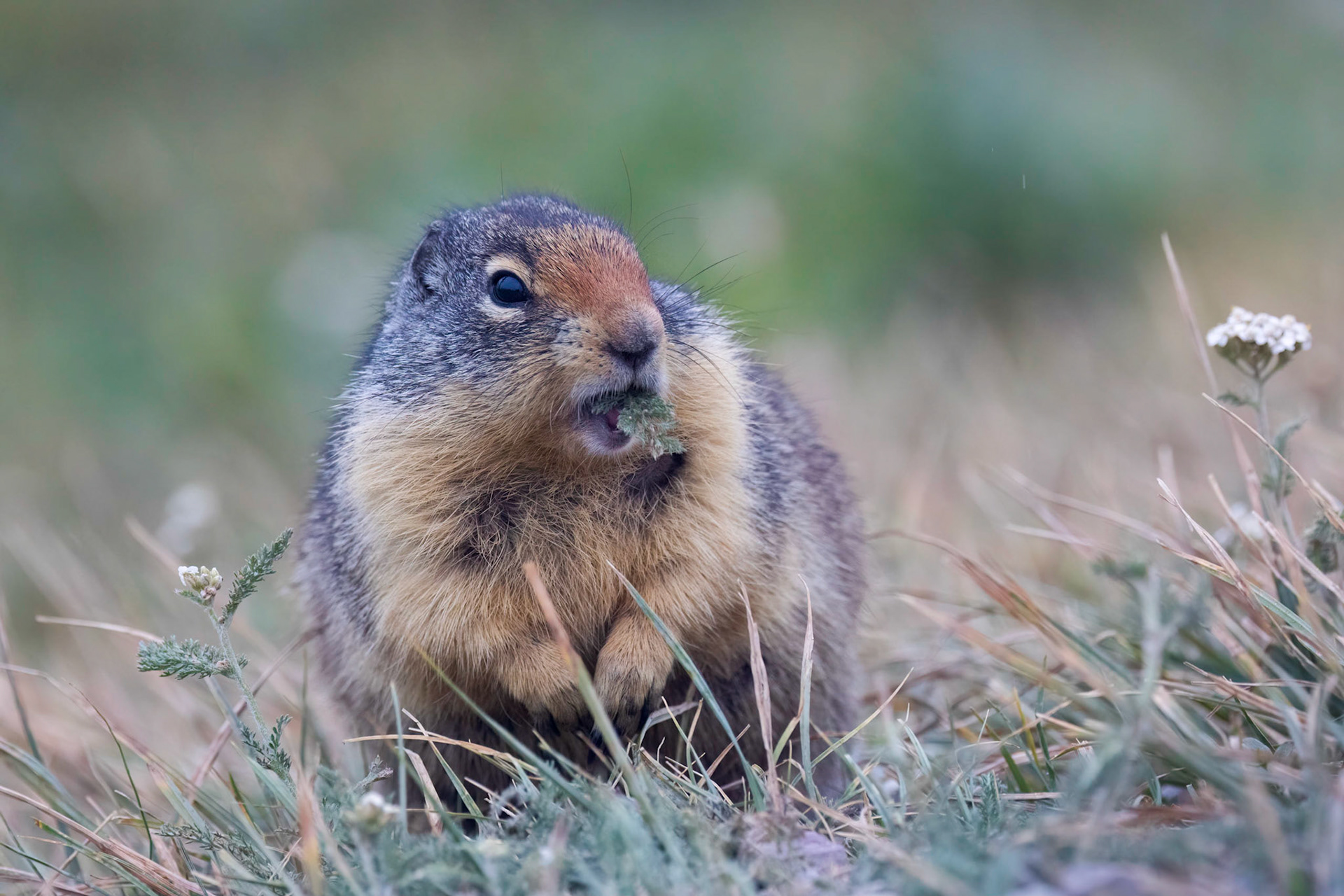 Caught Me With My Mouth Full