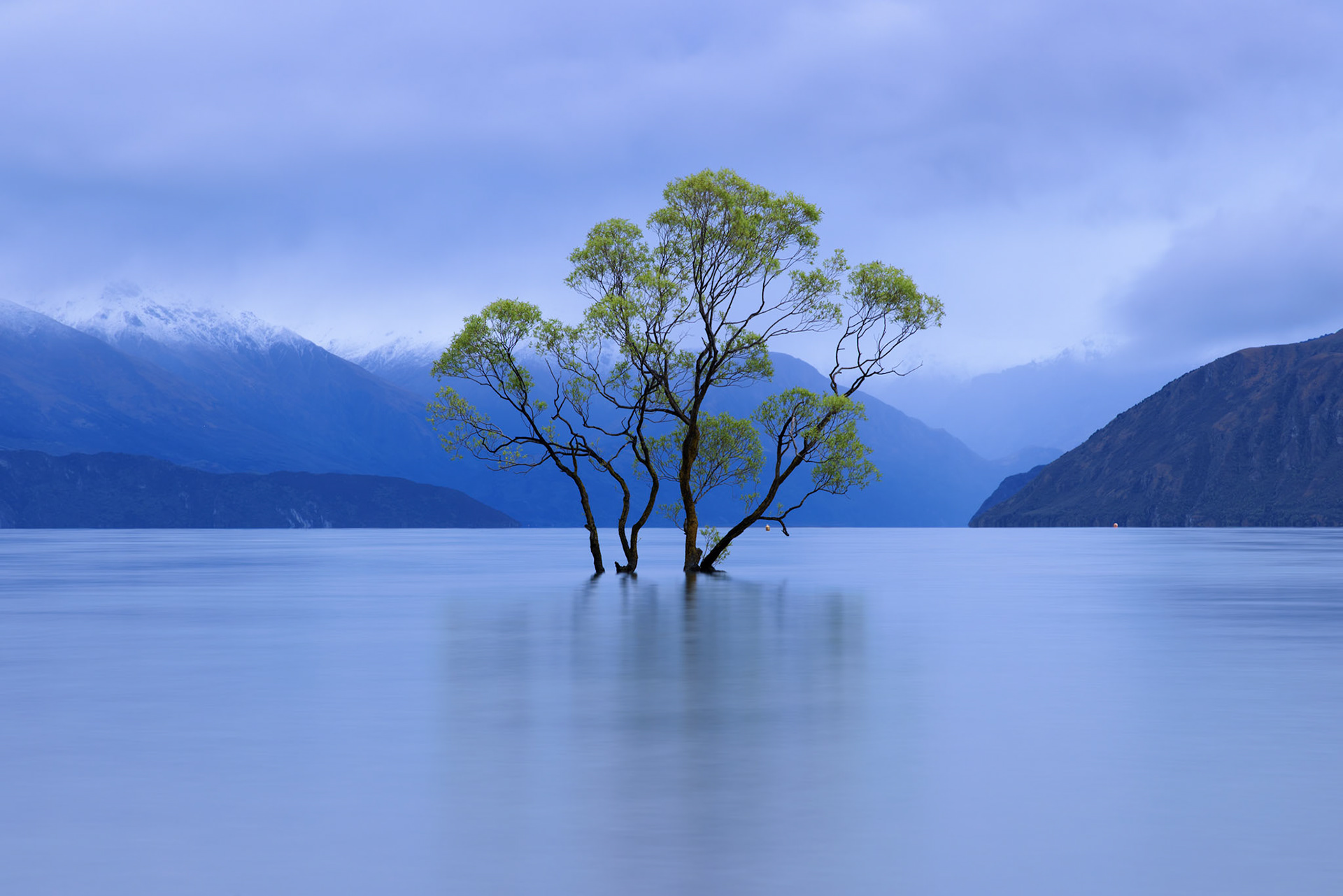 Wanaka Willow before sunrise