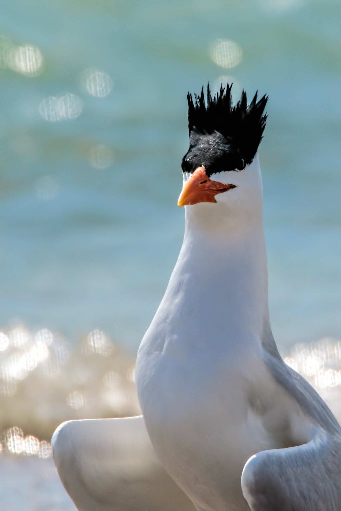 Royal Tern Pose