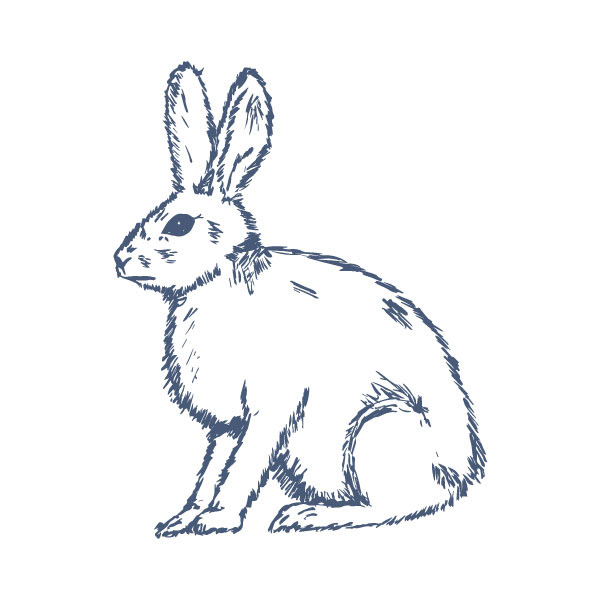 Rabbit - illustrated and drawn by hand in pen & ink