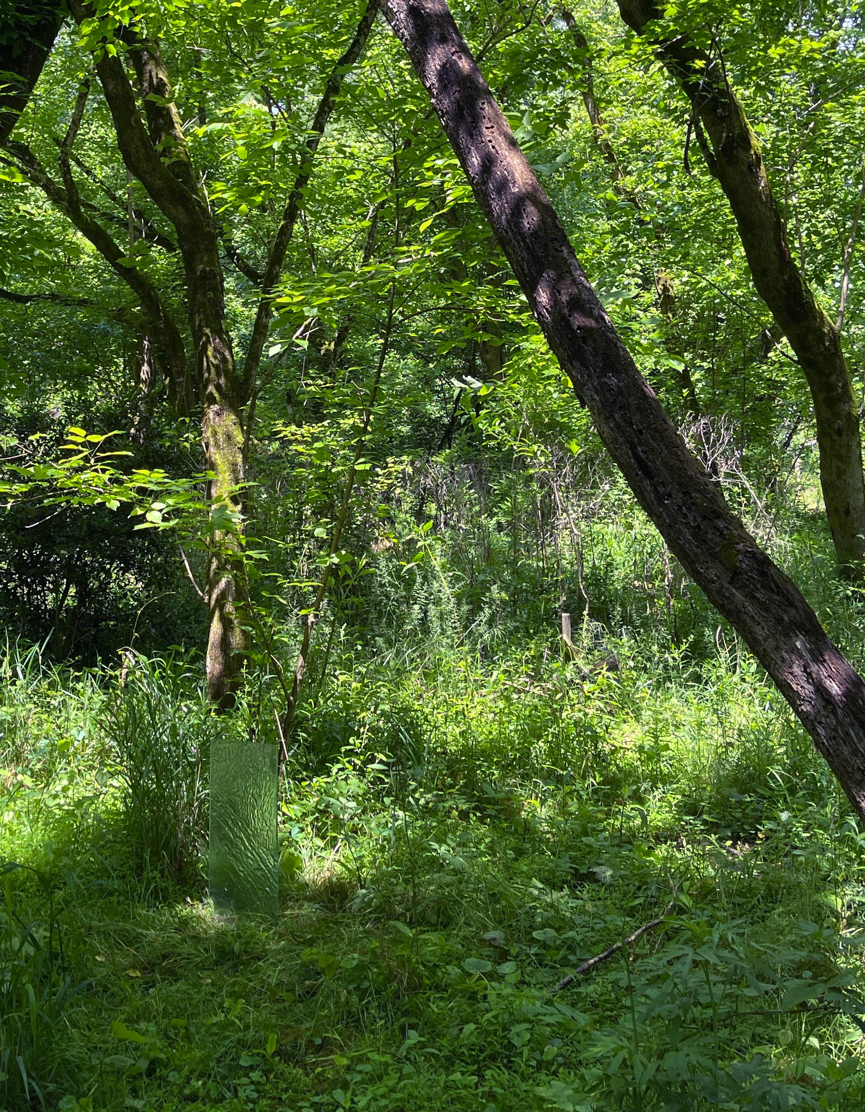 Repose, at the site of a fallen, decomposing tree