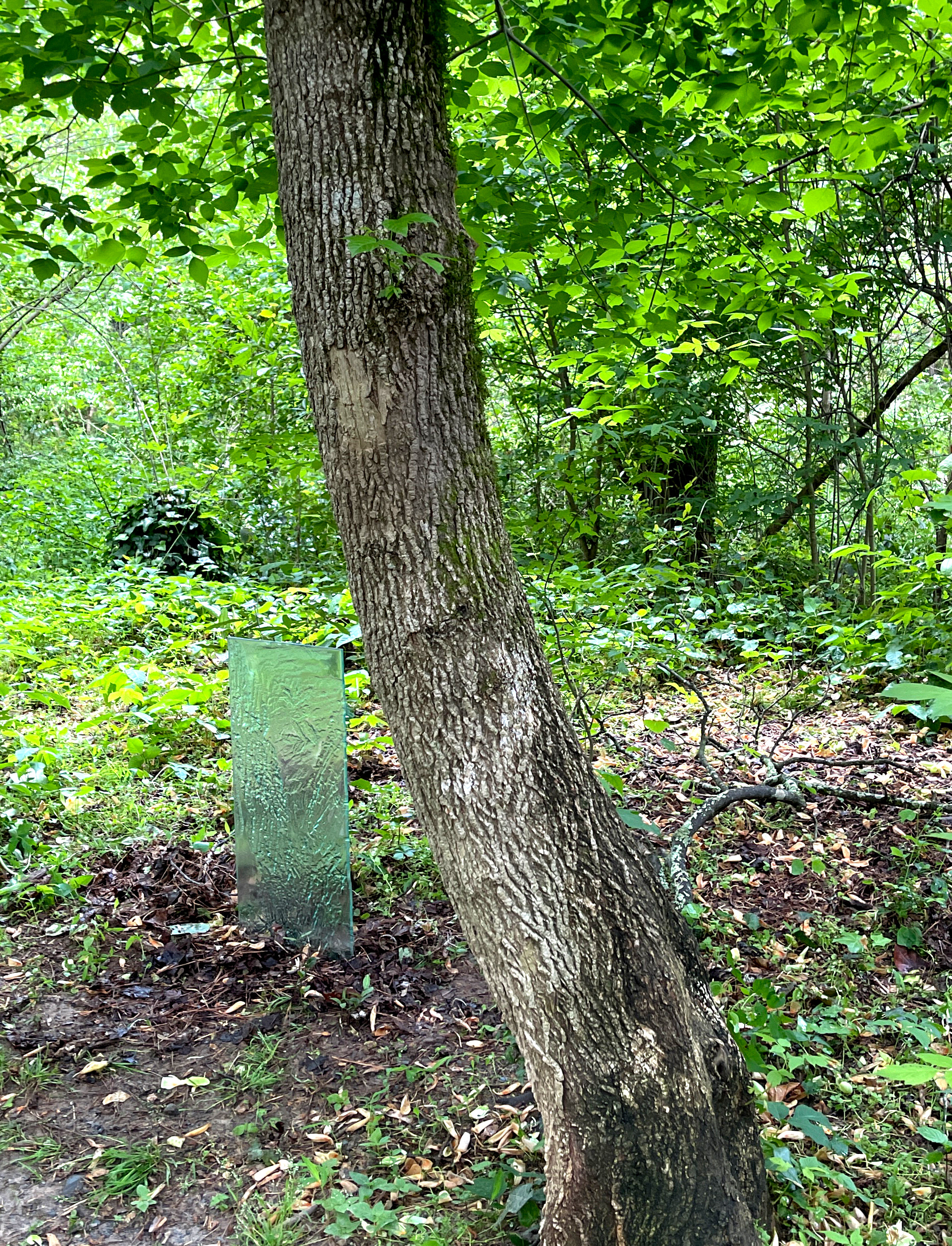 Elders, at the site of two box elders