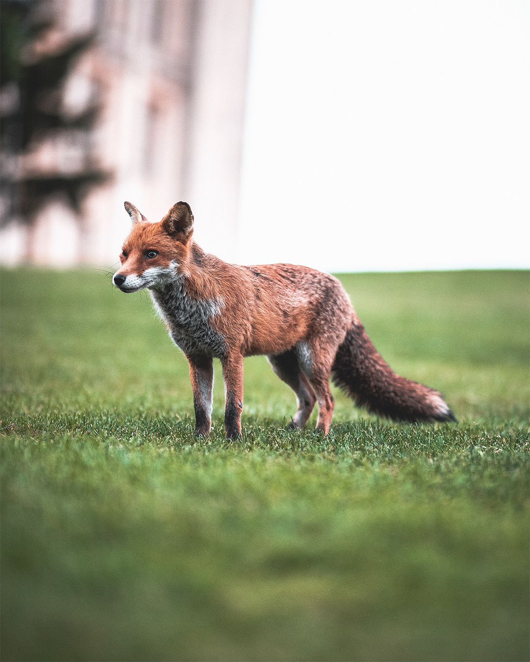 Wild Urban Fox (Bristol)