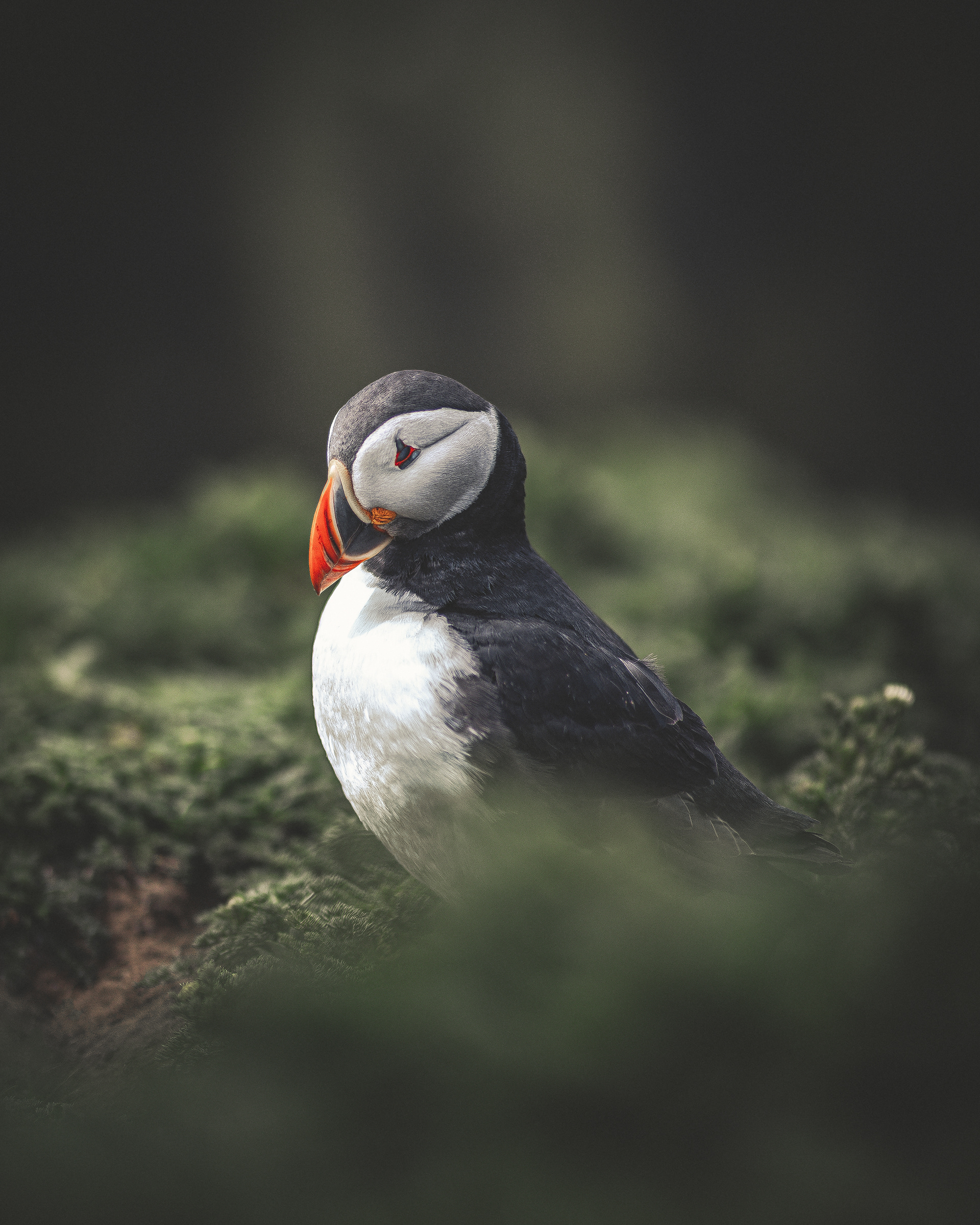 Atlantic Puffin - skomer island