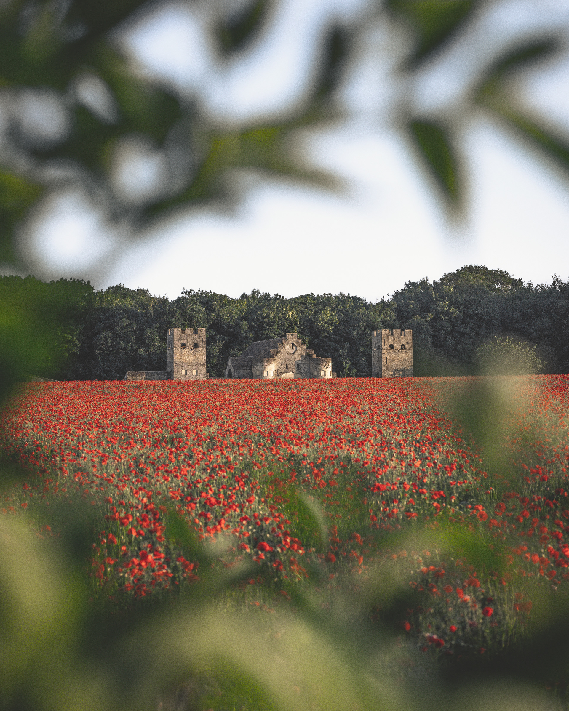 Poppy Field Framing
