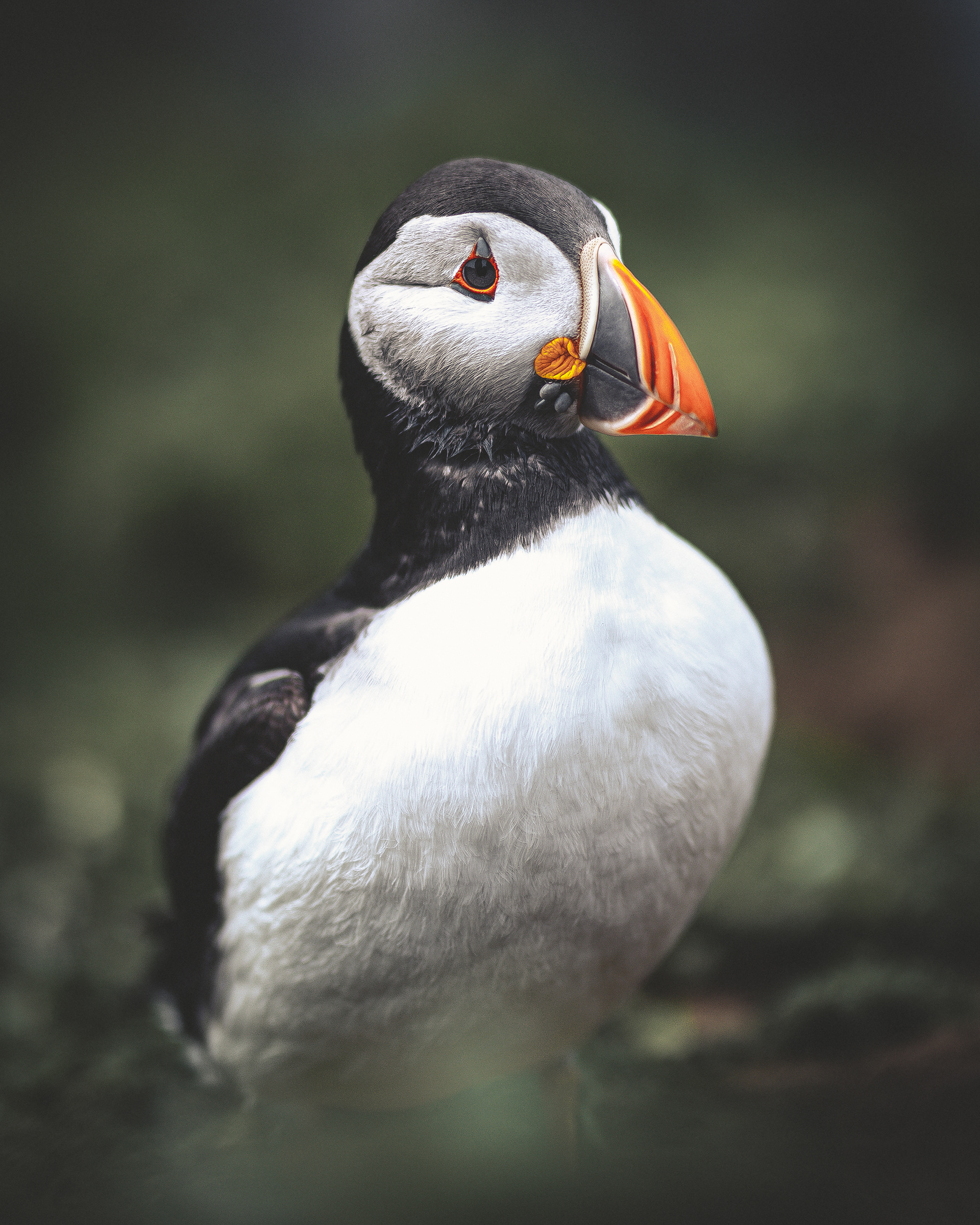 Atlantic Puffin - Skomer Island