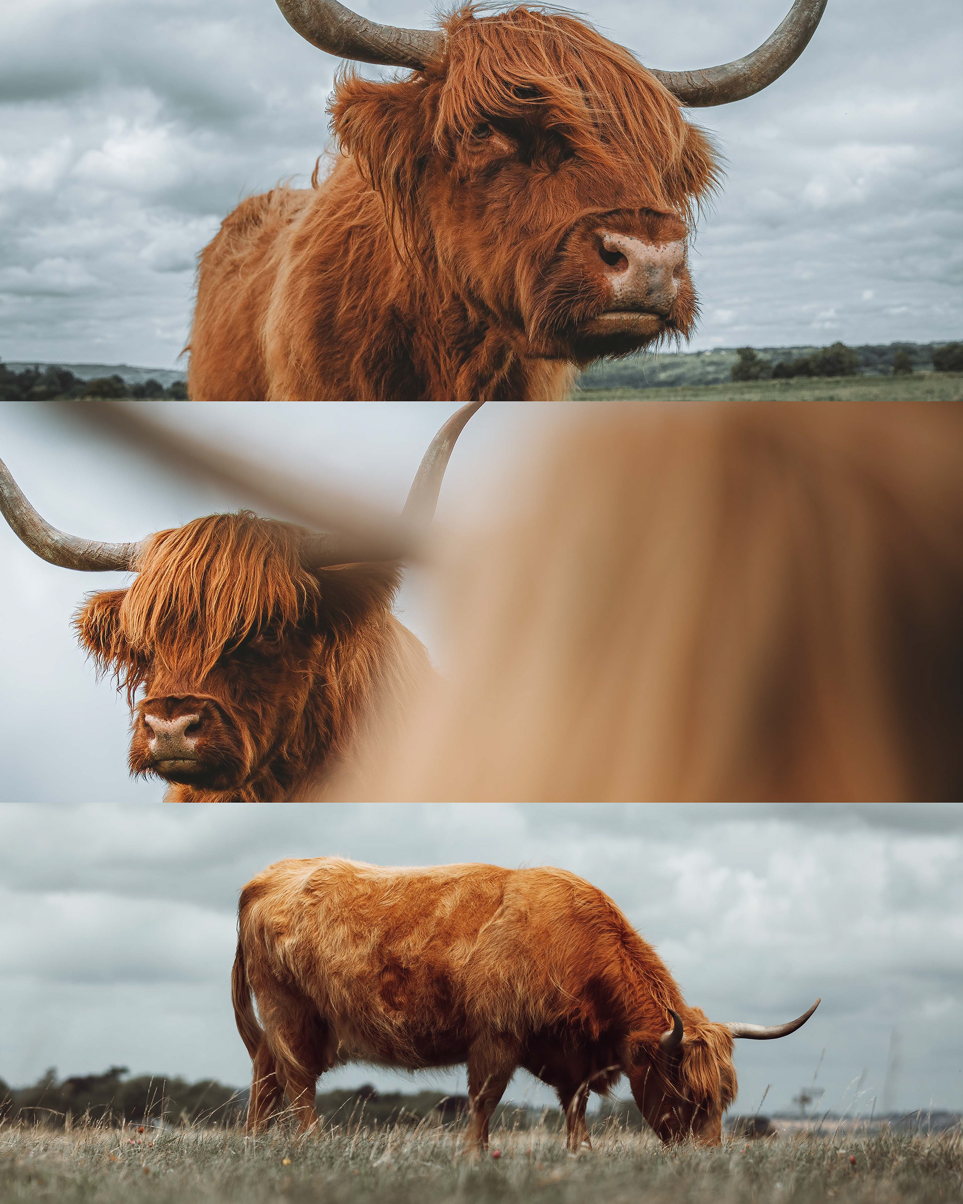 Highland Cows