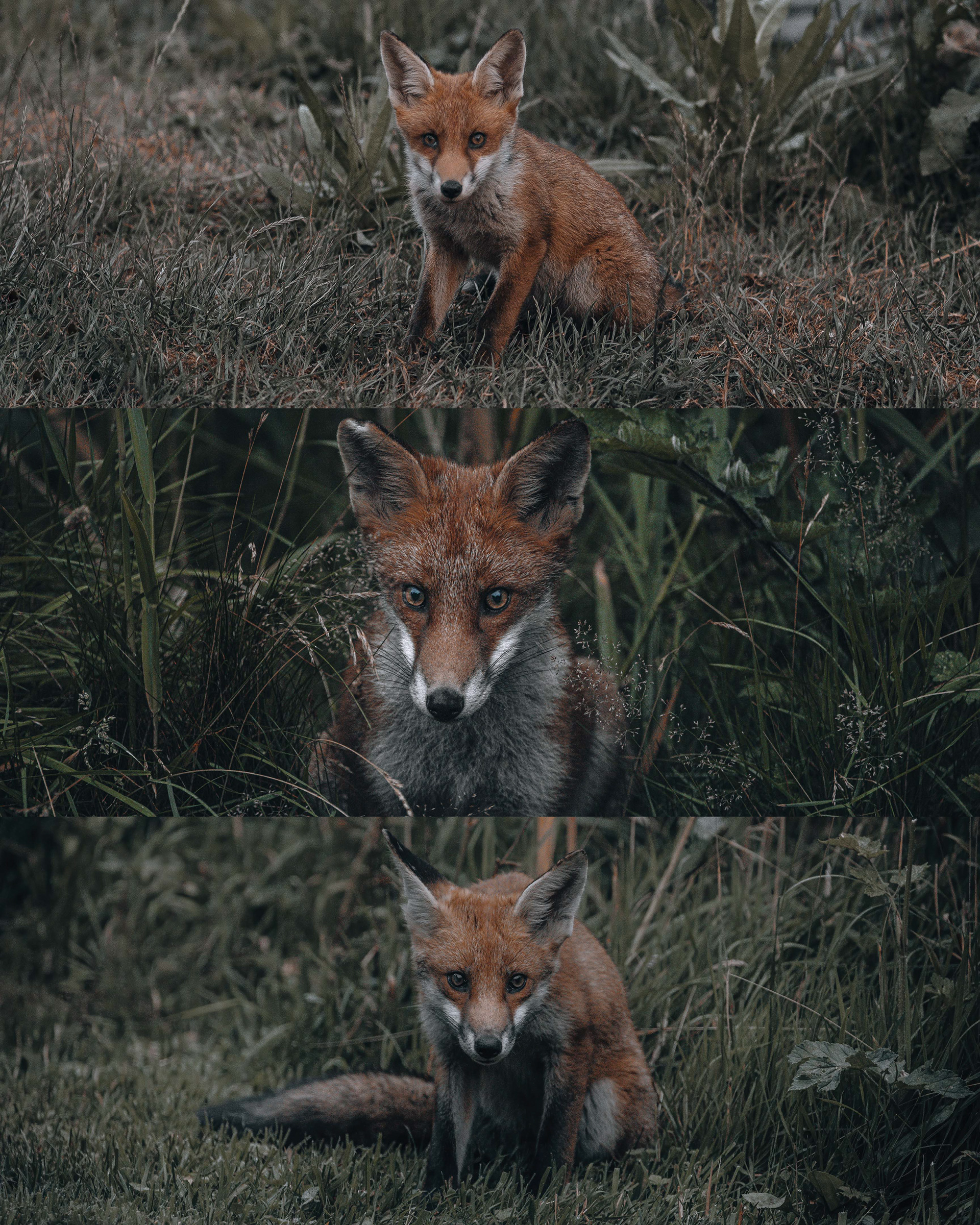 Foxes