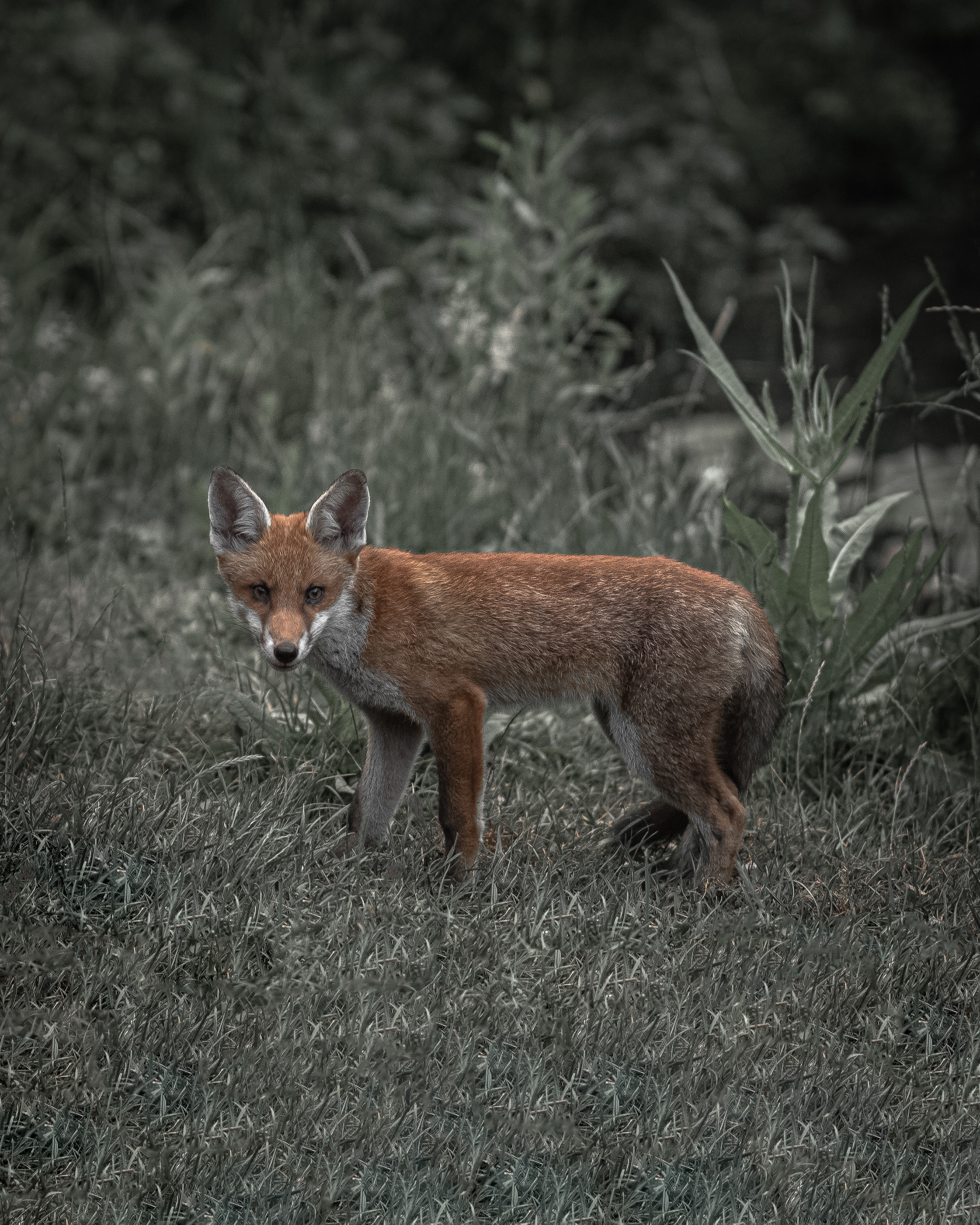 Fox Cub