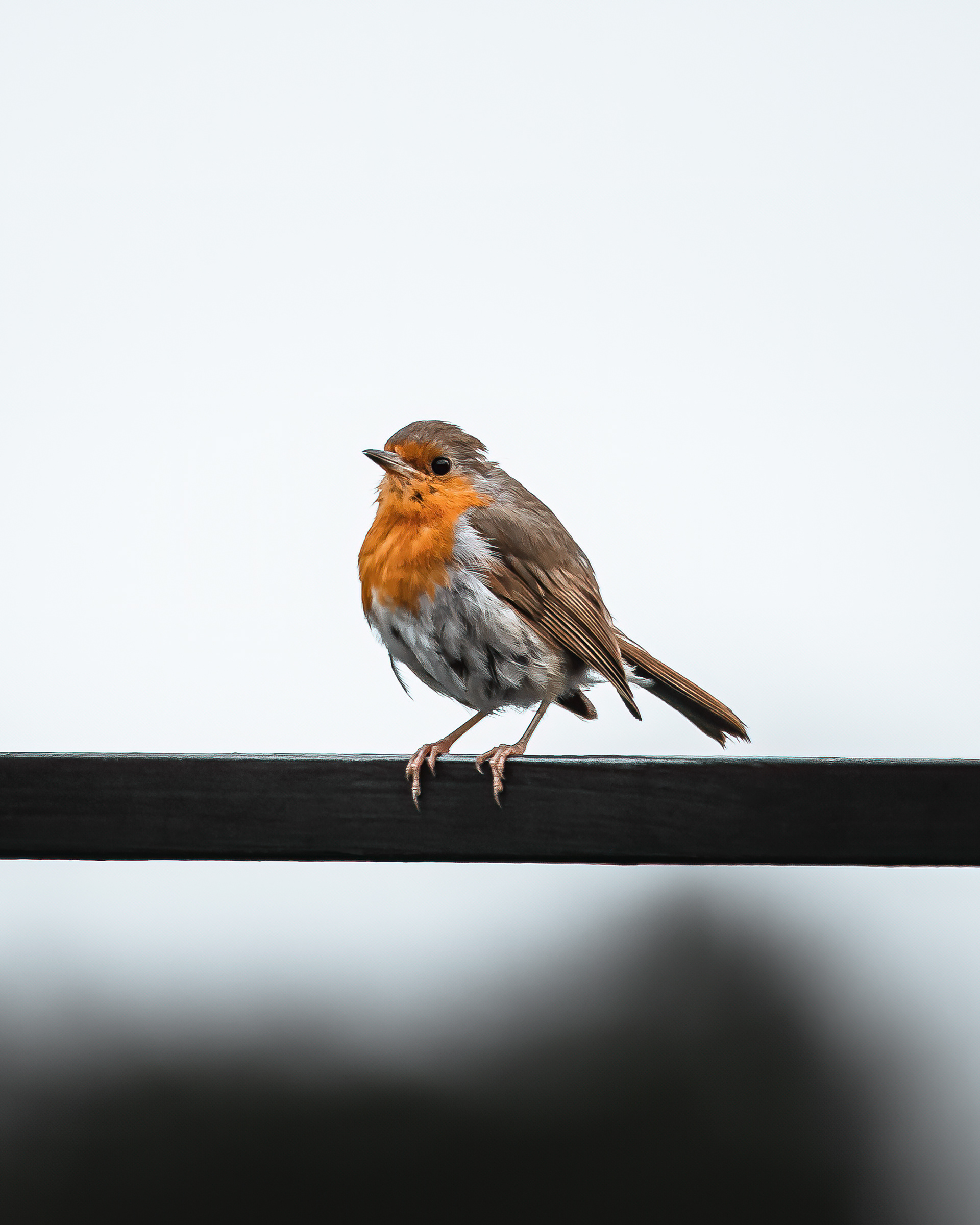 ROBIN - WALK THE LINE