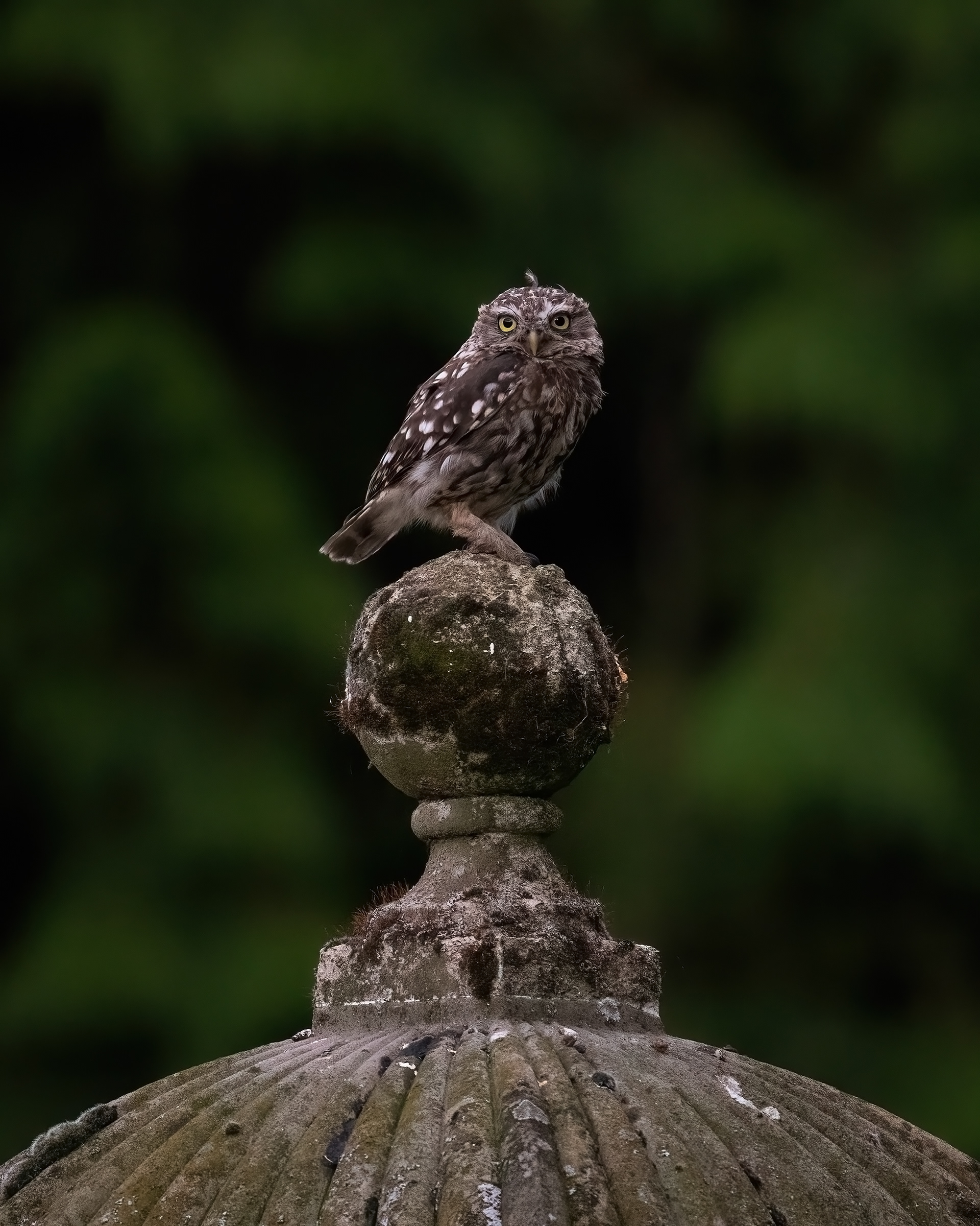 Little Owl
