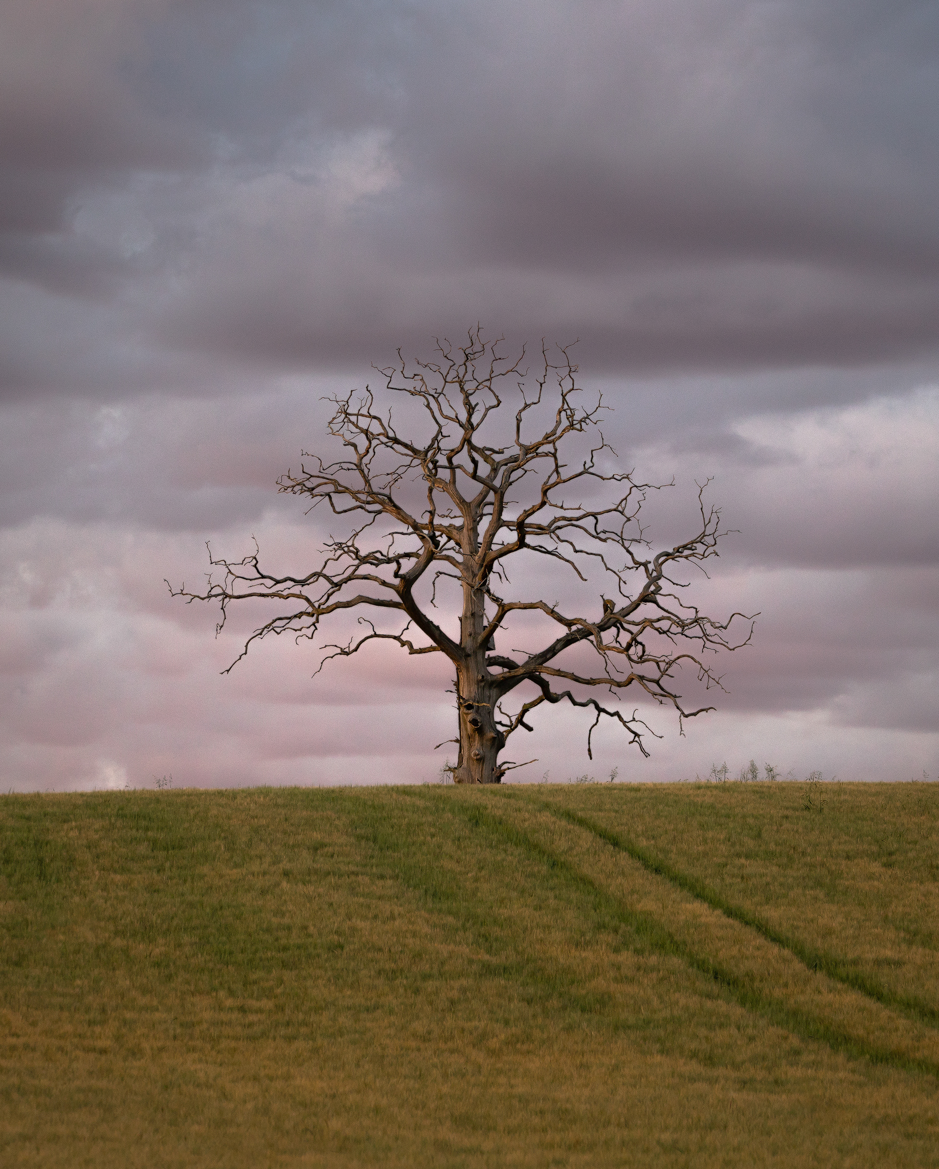 Lone Tree in Coaley