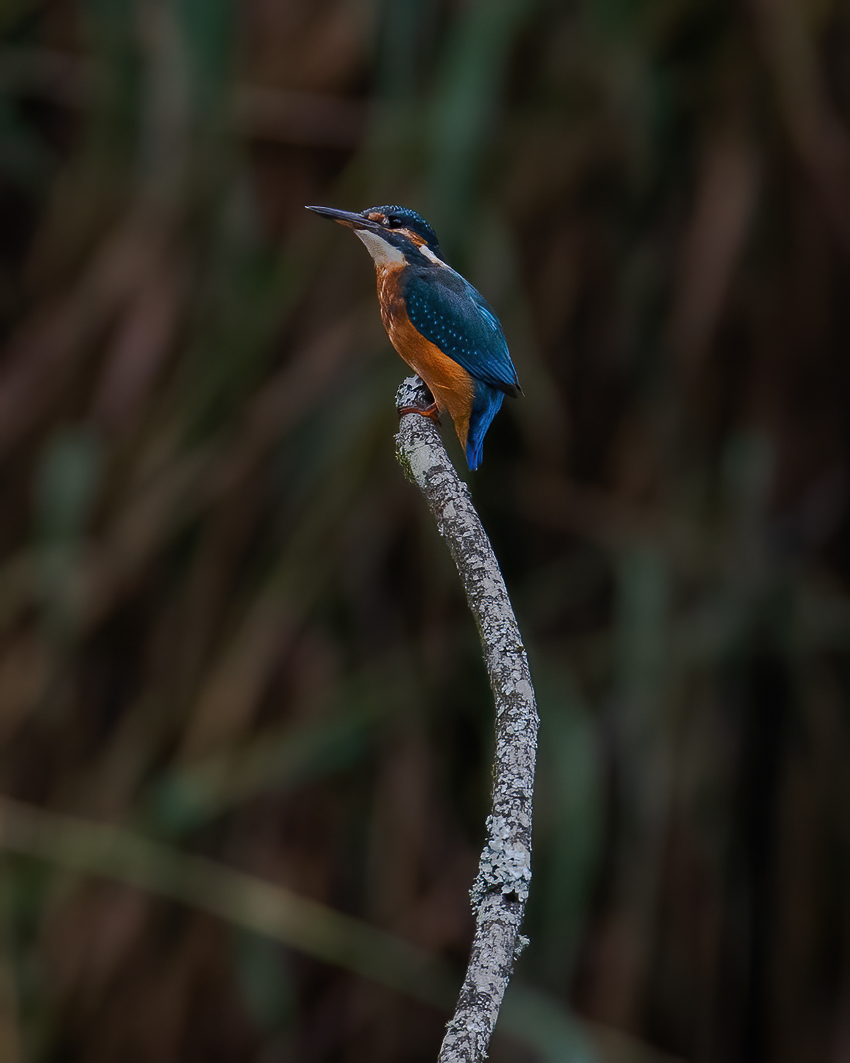 Kingfisher