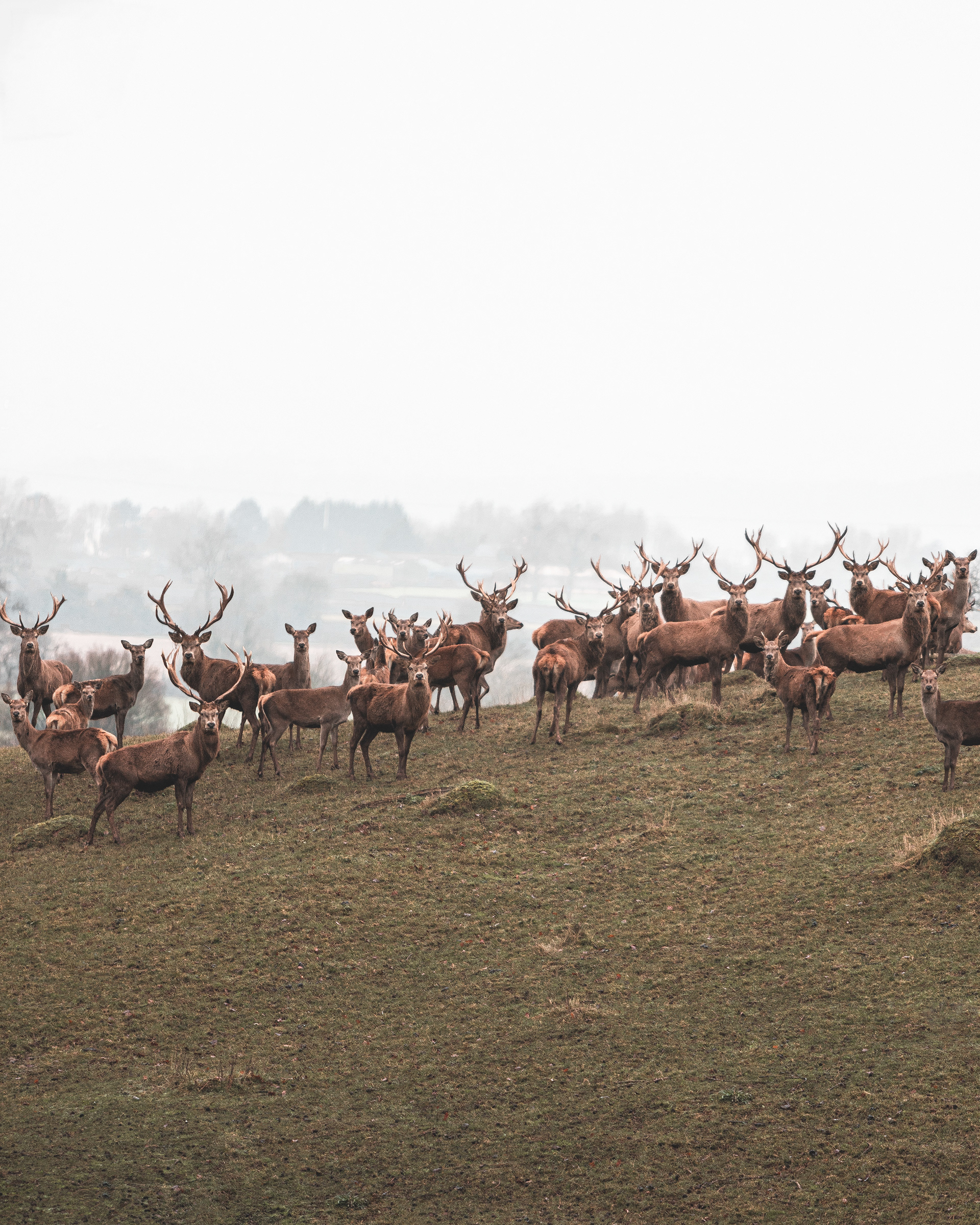 Berkeley Deer Park Herd