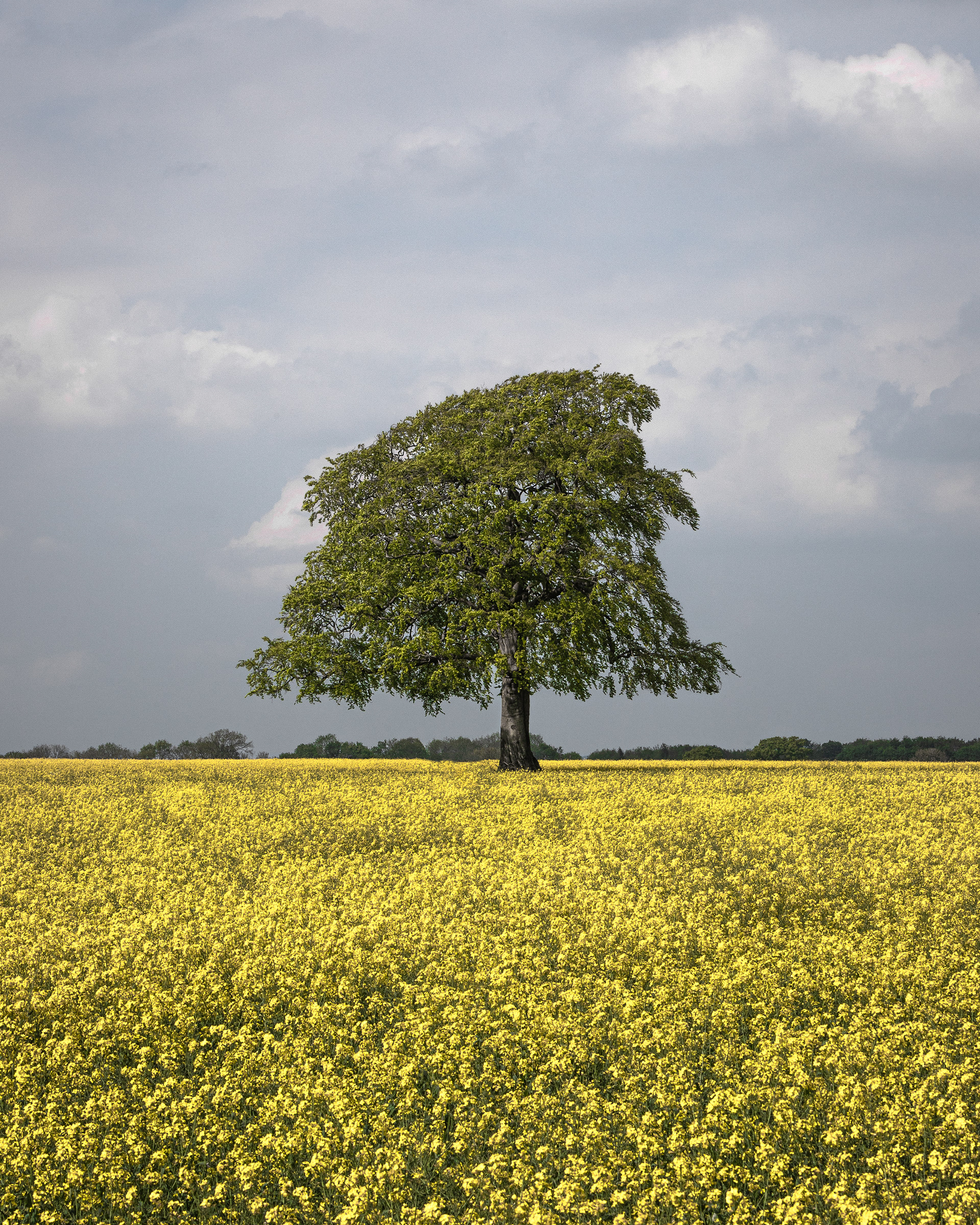 Lone Tree in a Rapeseed field
