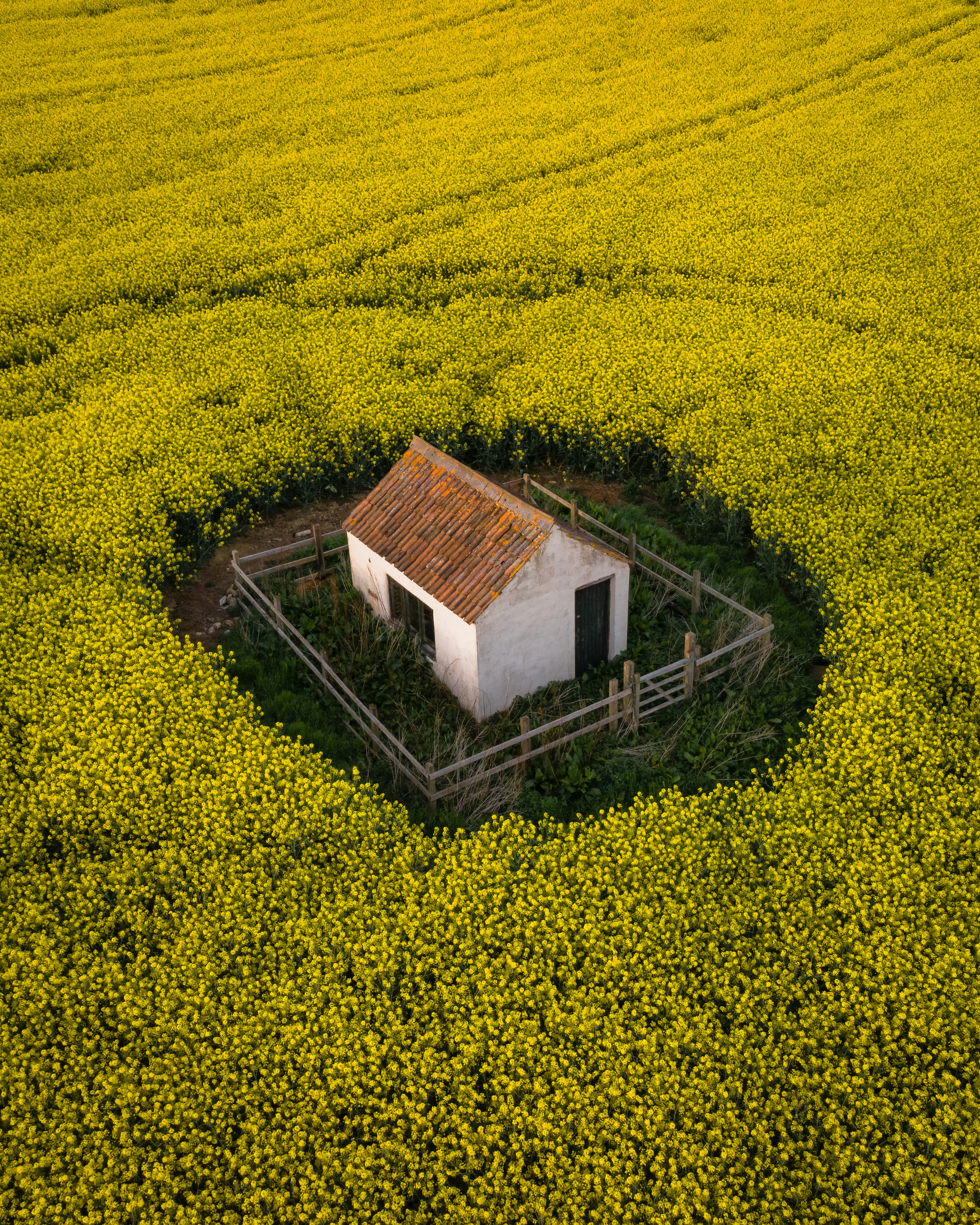 Rapeseed Field Hut
