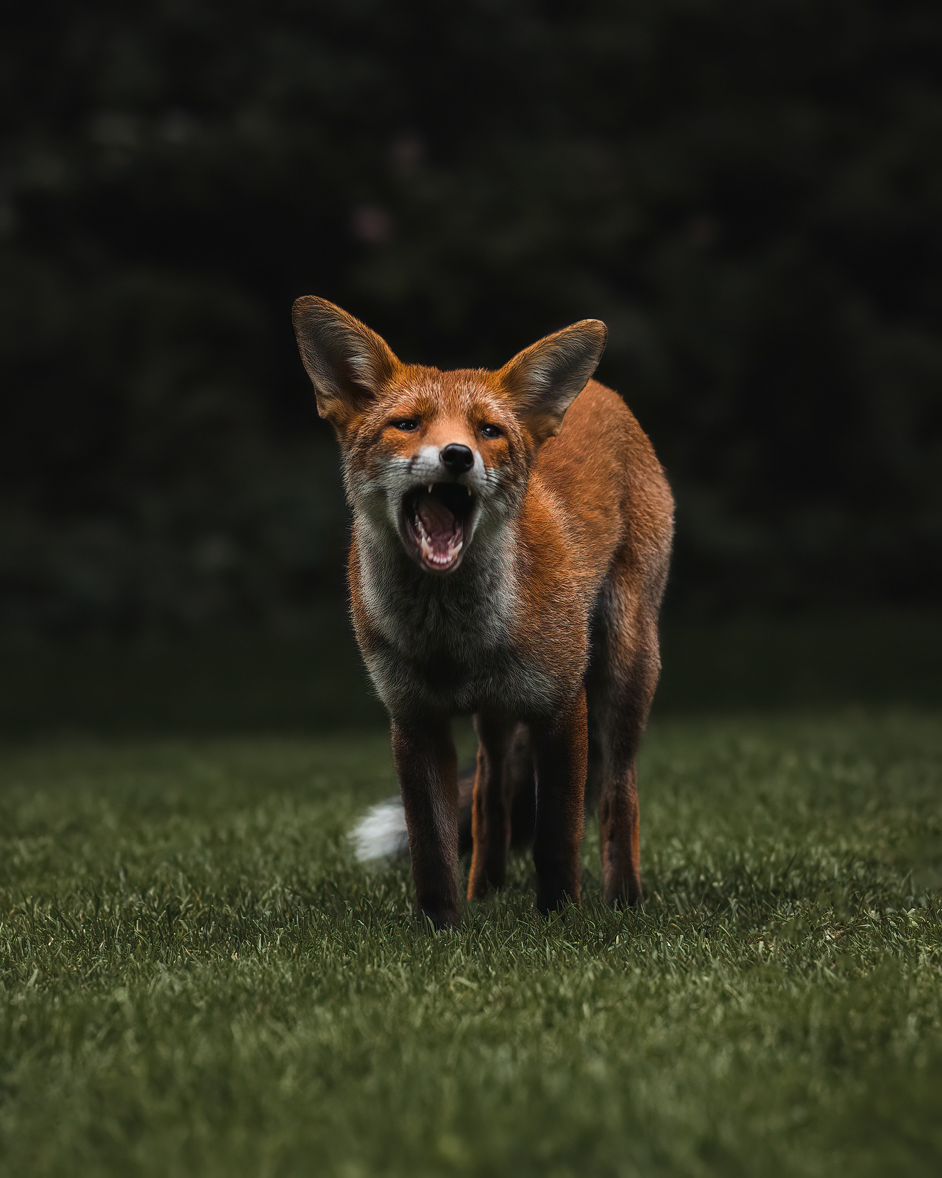 Urban fox