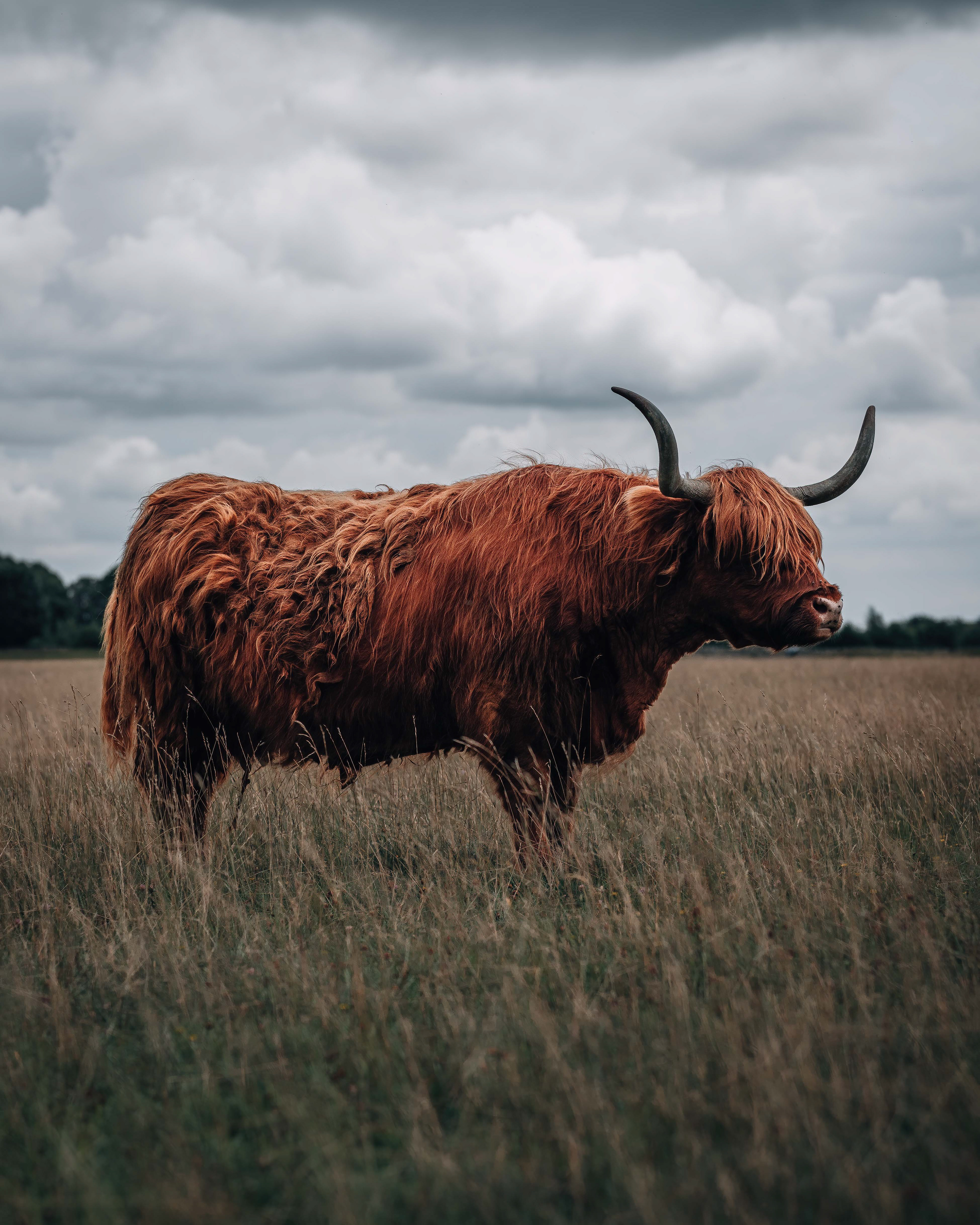 Highland Cow