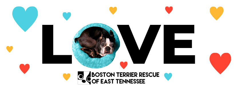 Social Media Banner Example: *This work is an example only. I have never worked, nor do I currently work, for Boston Terrier Rescue of East Tennessee. This banner concept is something I would have made if I worked with BTRET. The Facebook Banner was created in Adobe Photoshop using free use images that were obtained via Pexels and imagery provided on the organization's Facebook page as part of student coursework in graphic design*.
