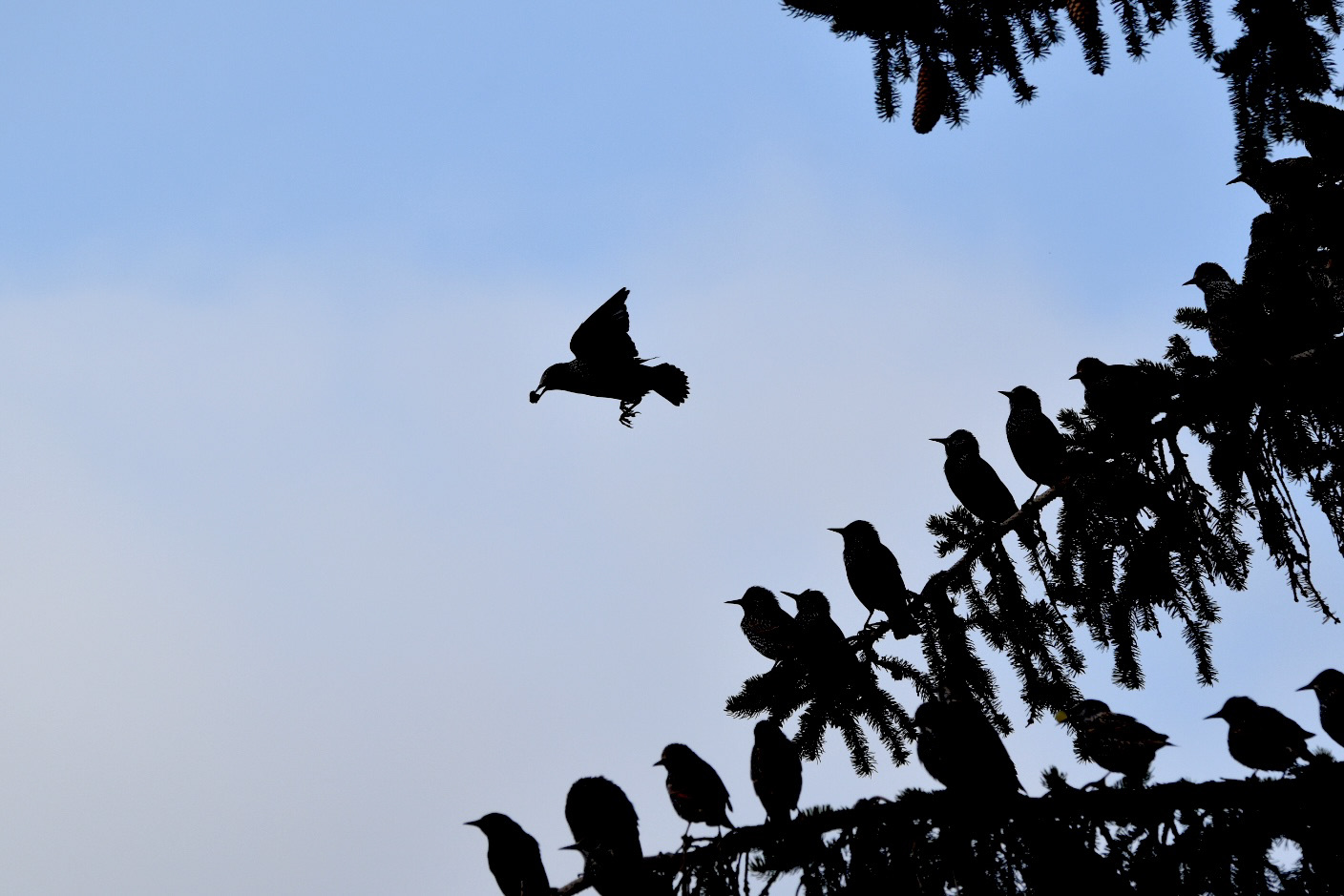 Étourneau sansonnet