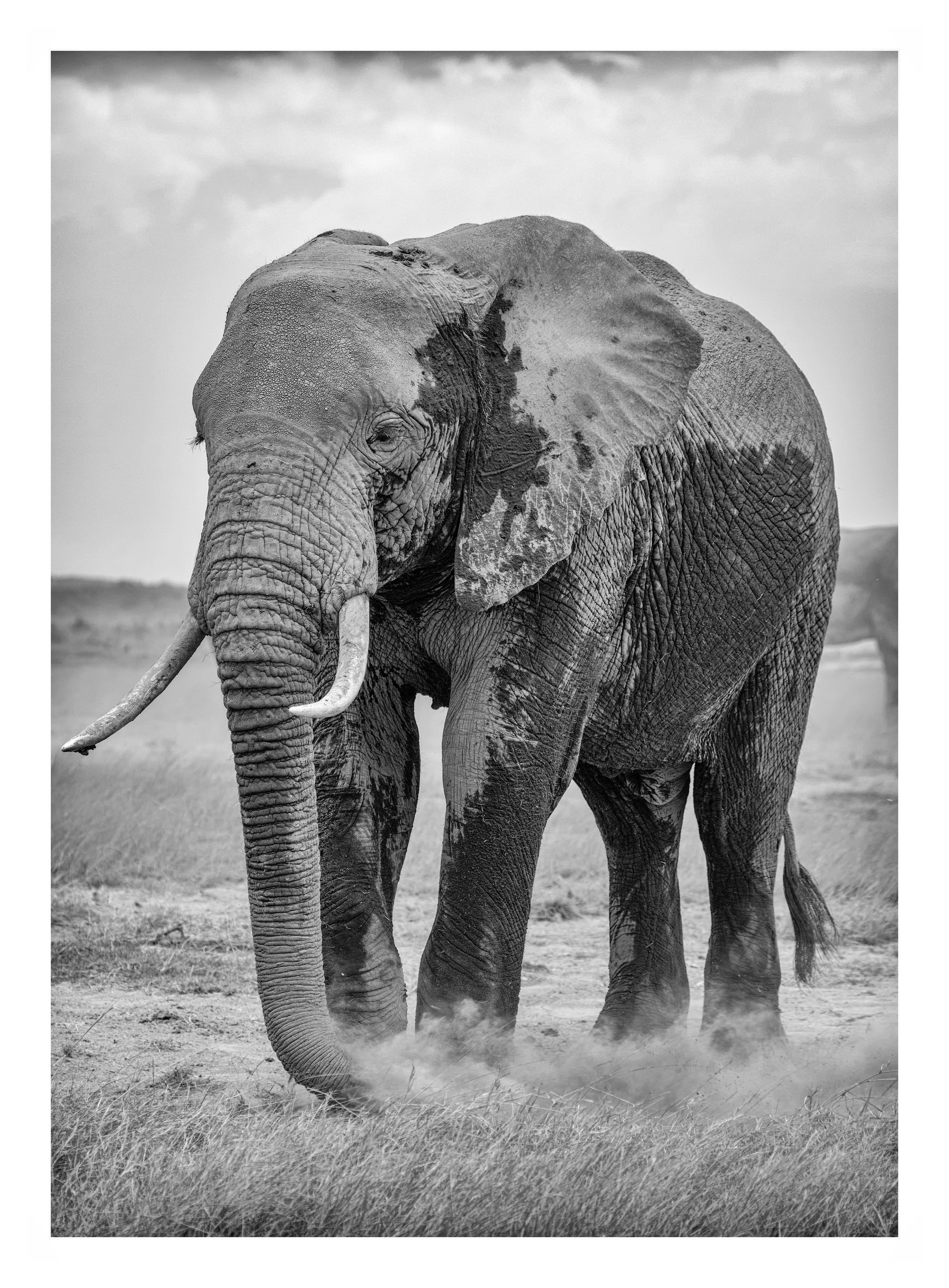 Elephant of Amboseli, Kenya