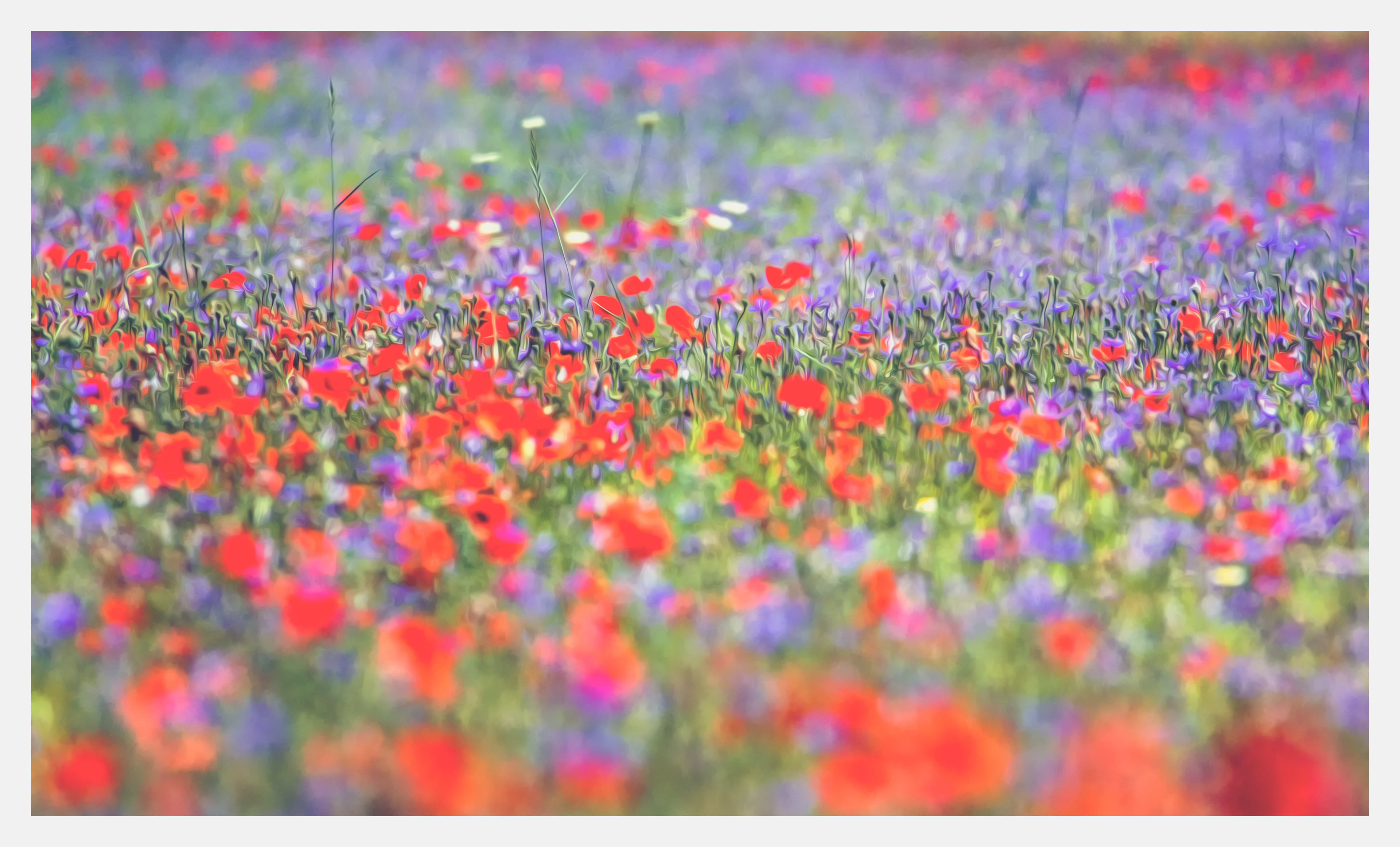Poppy fields, Castelluccio, Italy