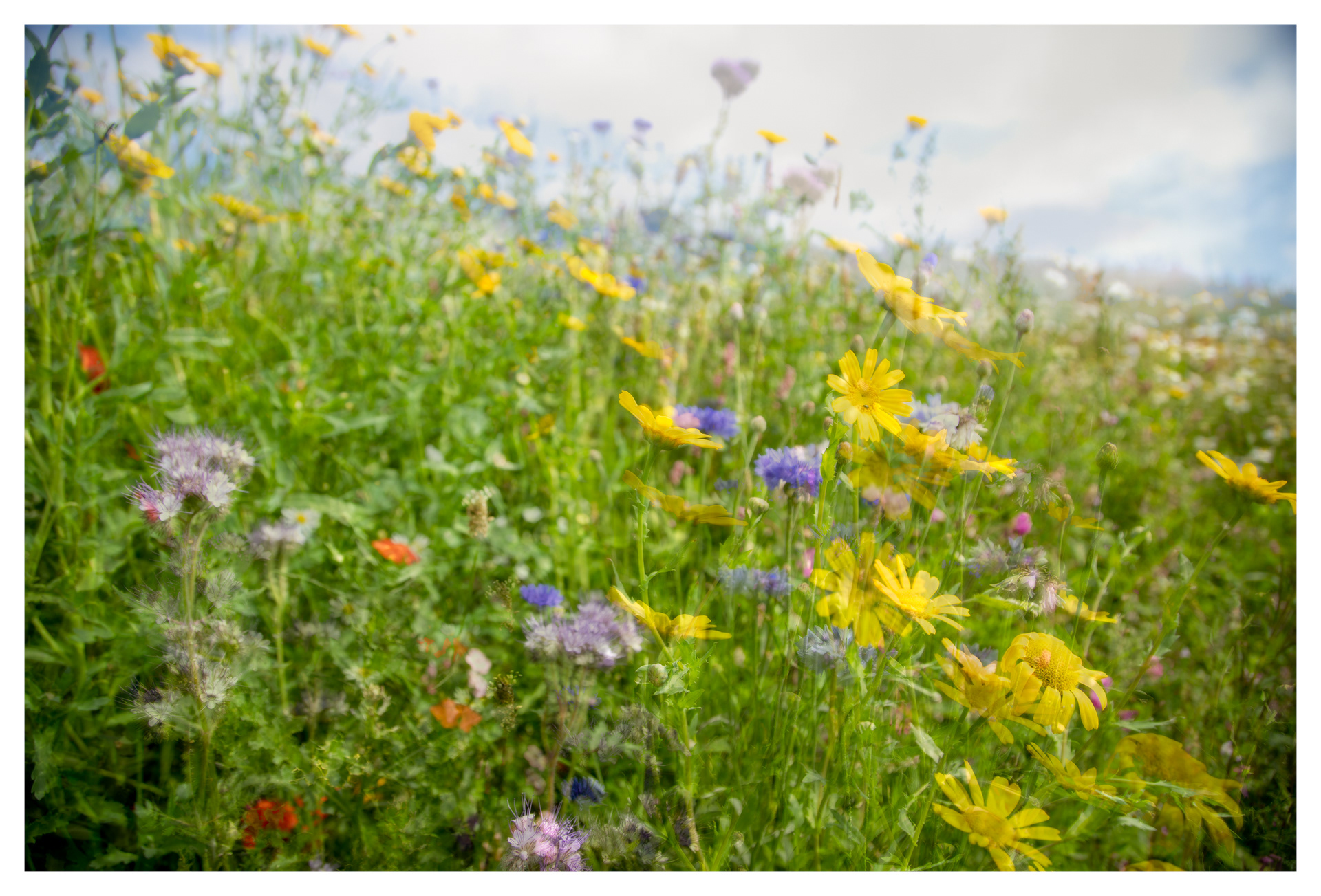 Wildflowers, Scotland