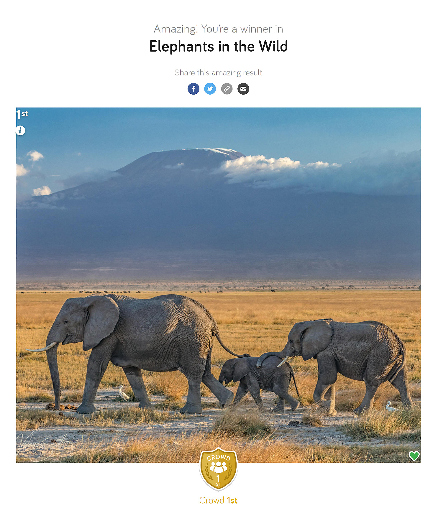 Herd of Elephants. Mount Kilimanjaro. Africa