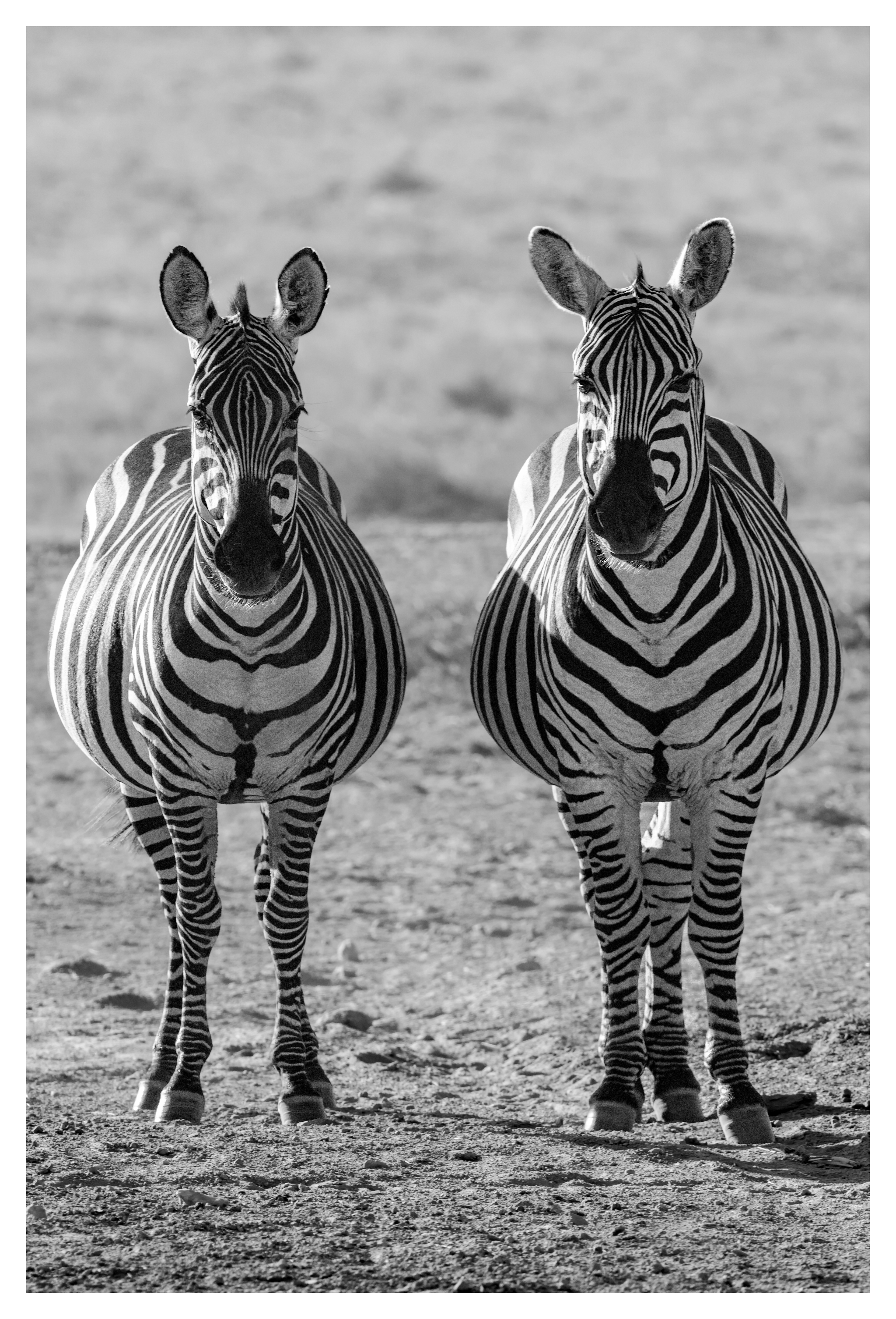 Twins, Amboseli, Kenya