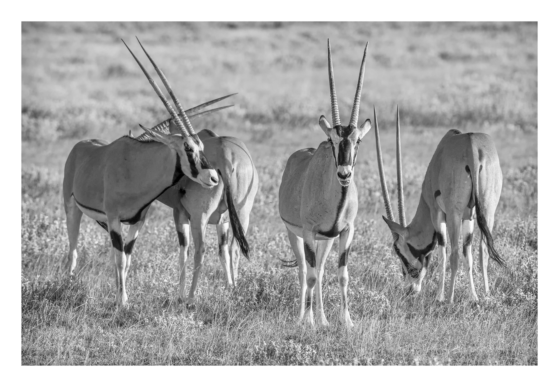 Antelopes, Samburu 