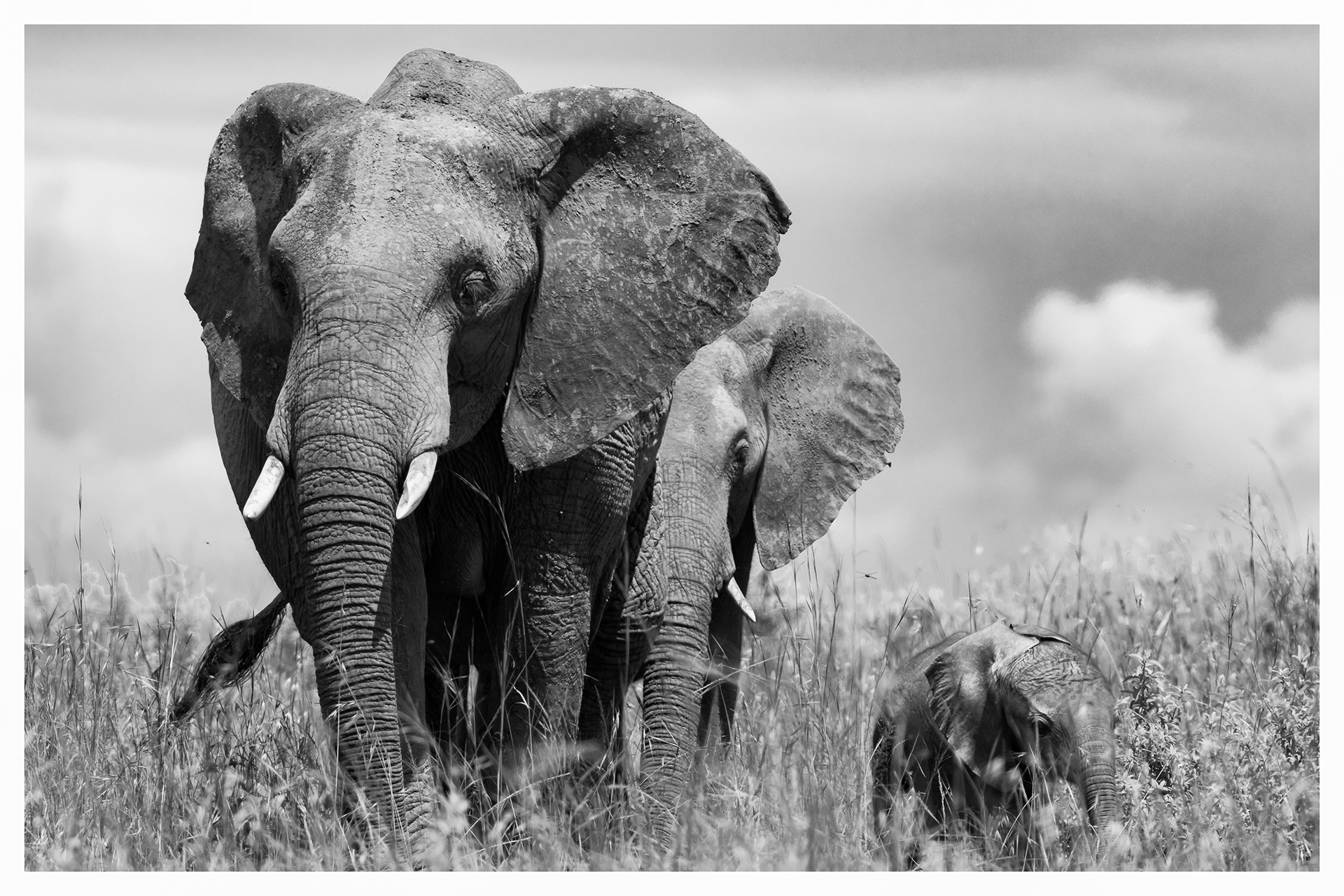 Elephants of Masai Mara, Kenya
