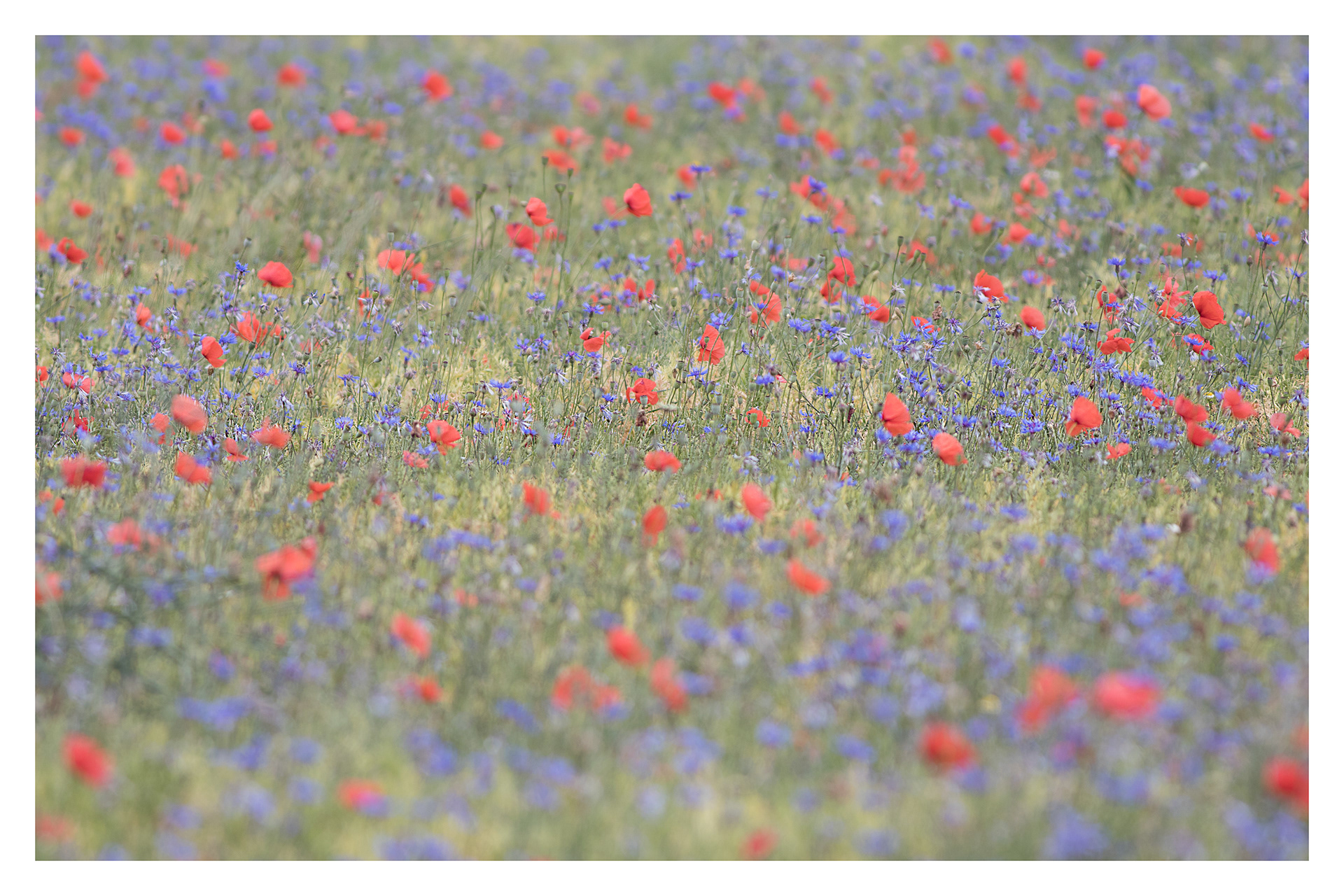 Poppy fields, Castelluccio, Italy