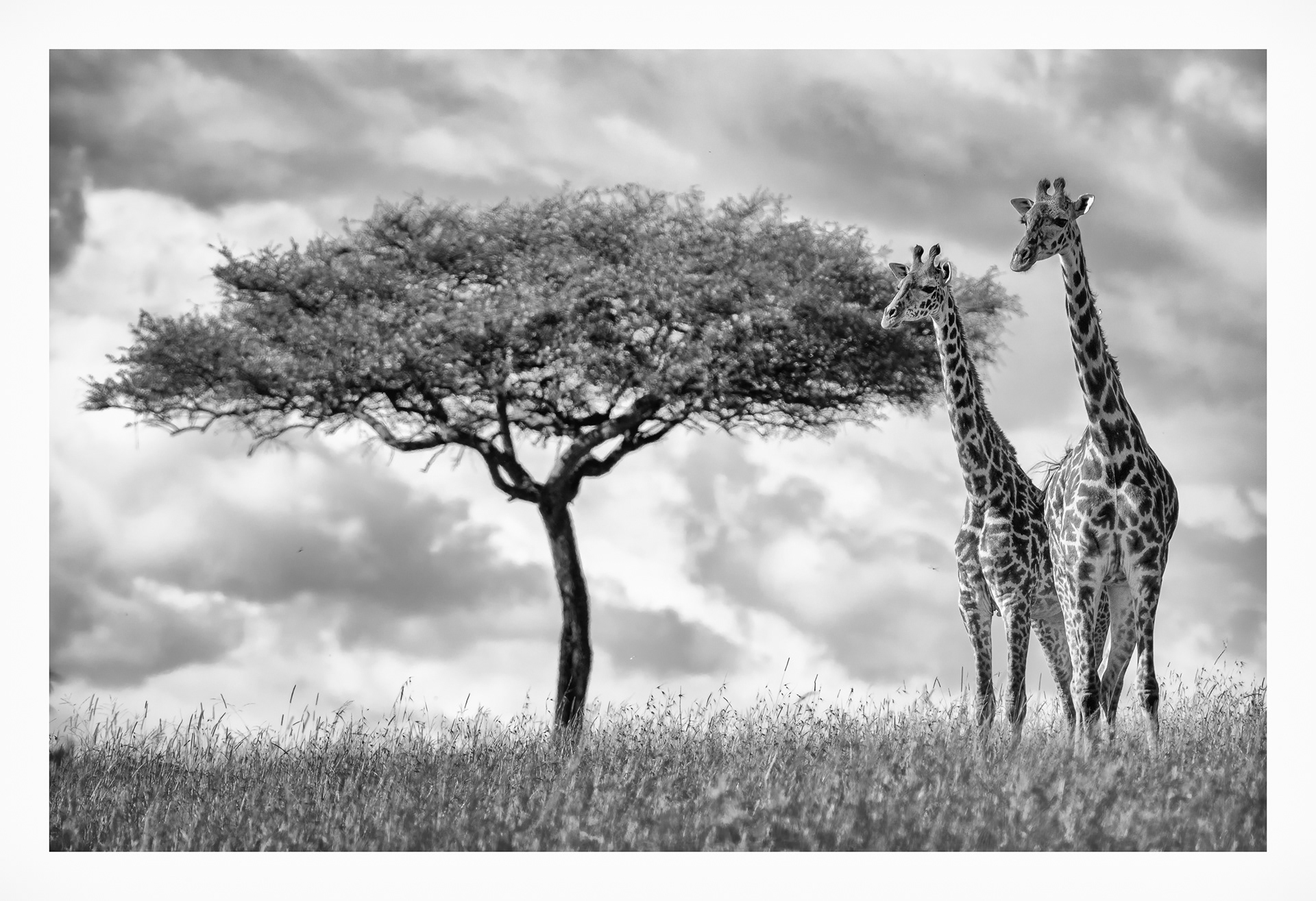 Masai Giraffes