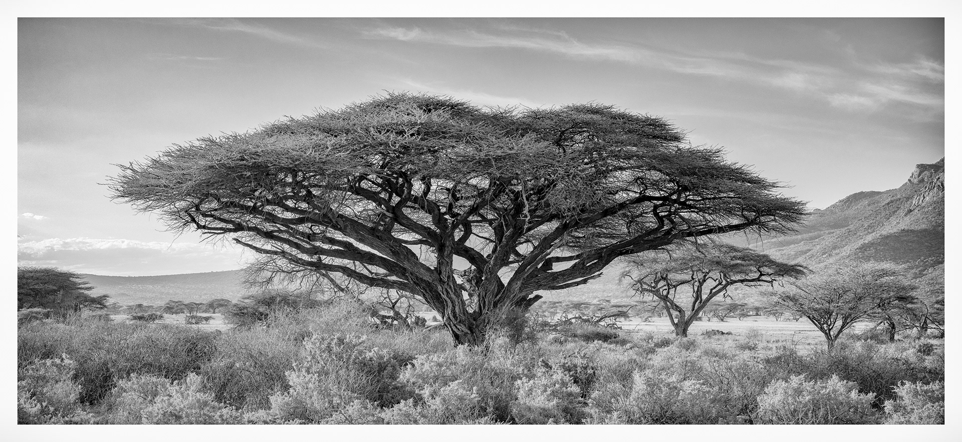 A Samburu Acacia tree, Kenya