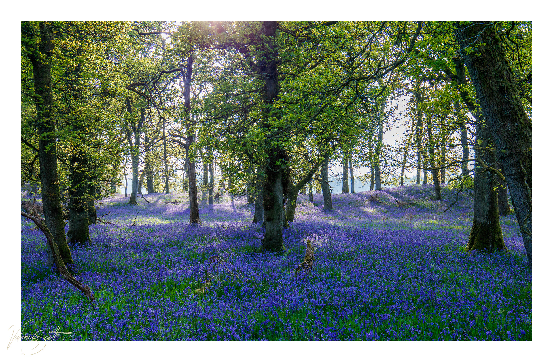 Bluebells, Kinclaven woods