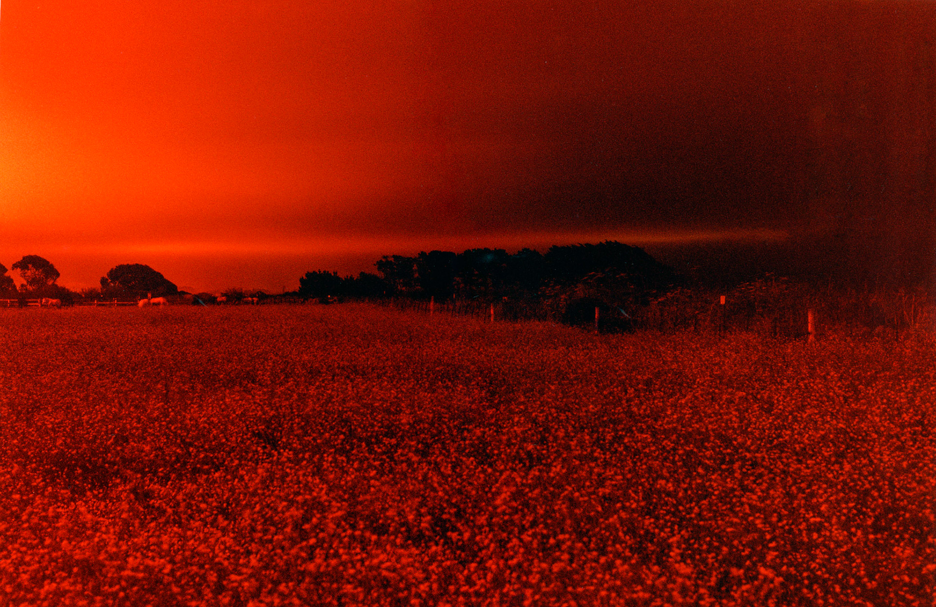 Half Moon Meadow