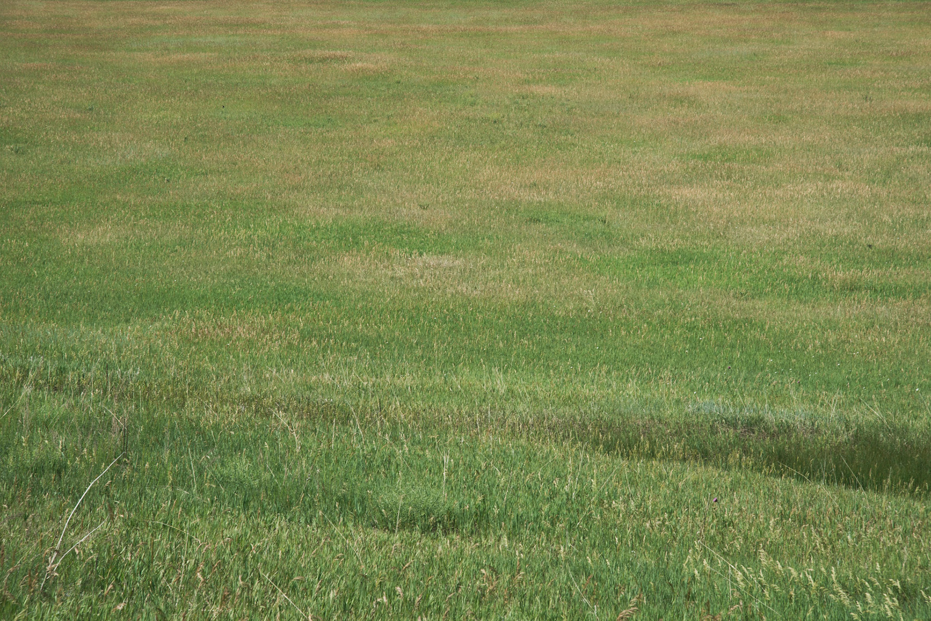 South Valley Grasses