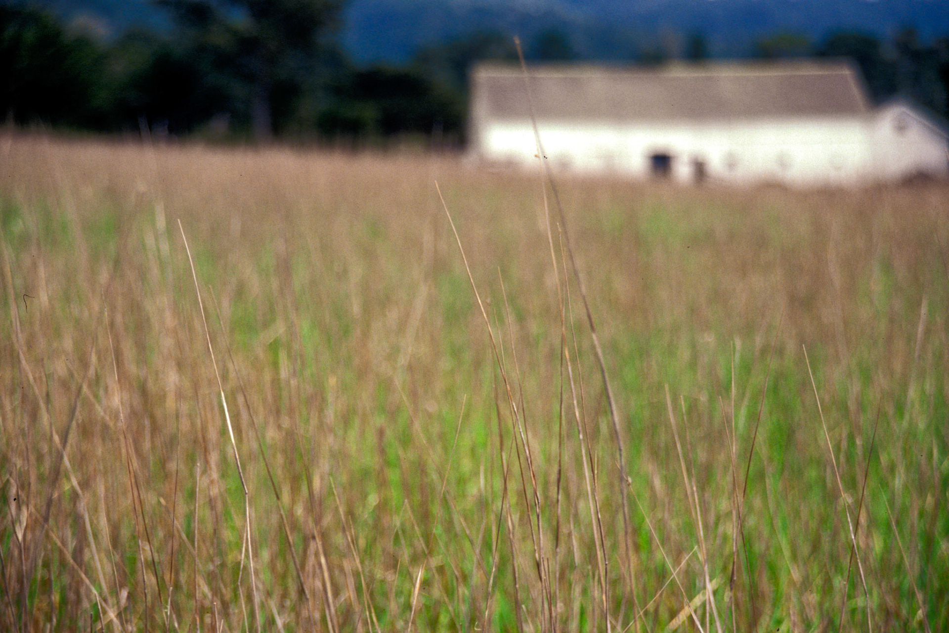 Monterey Grasses