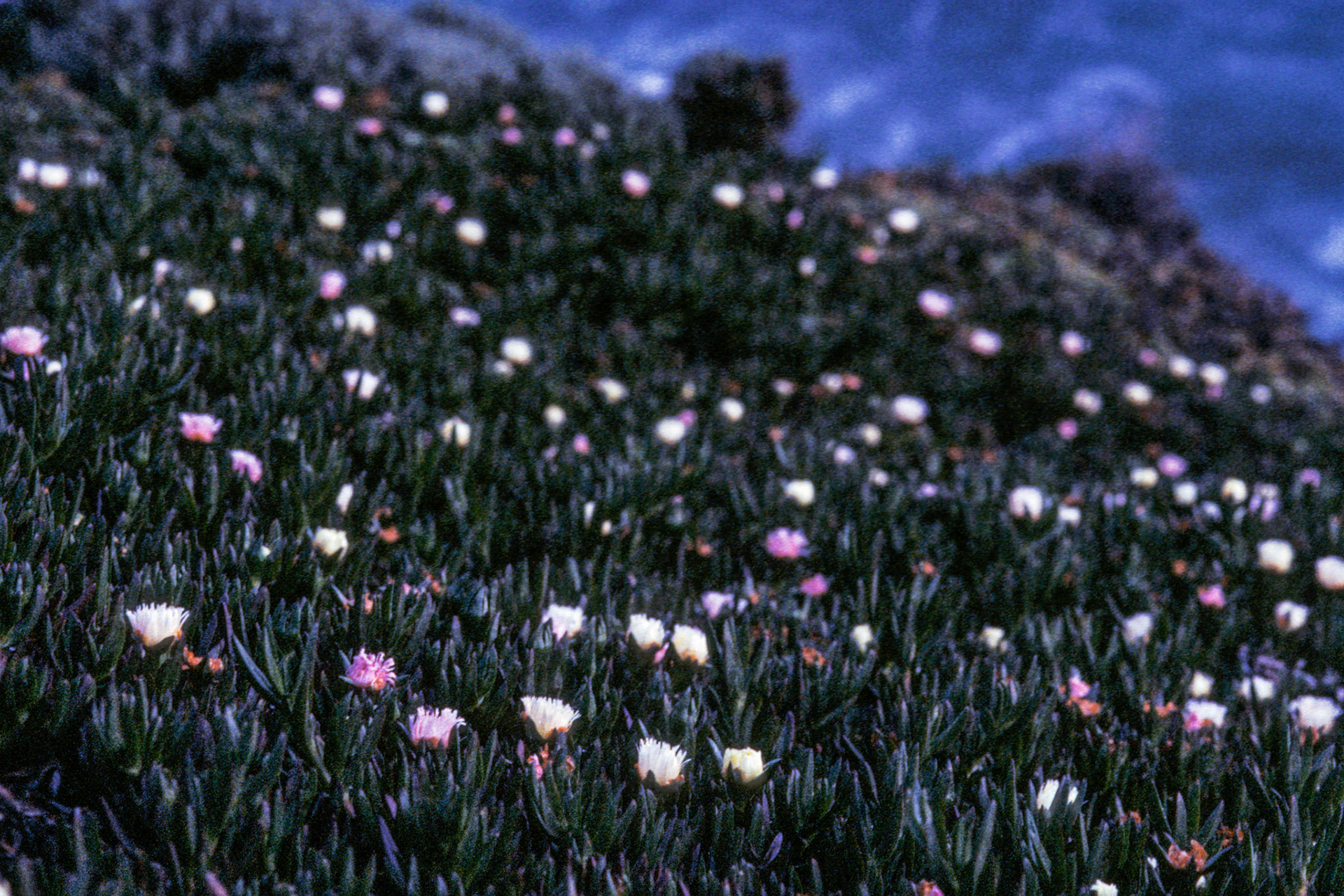 Ice Plant #2