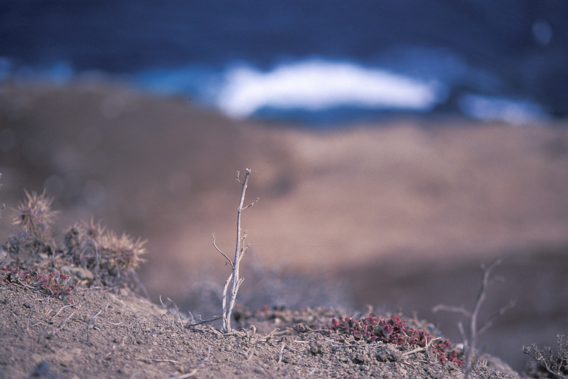 Santa Barbara Island