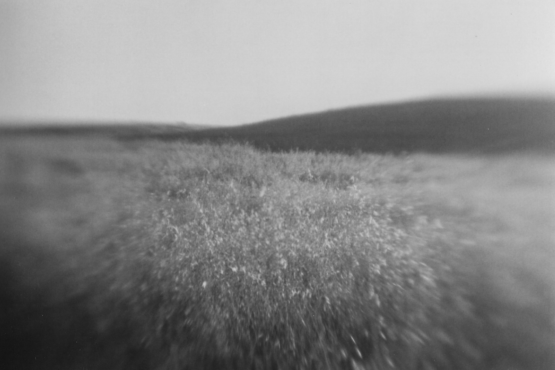 Arastradero Grasses #4