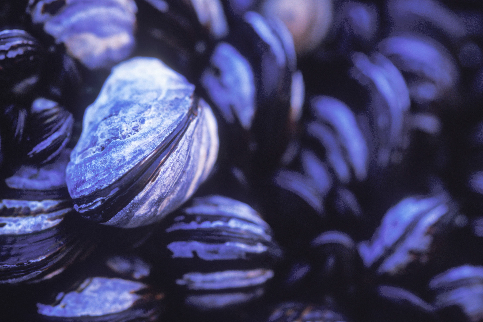 Pismo Mussels