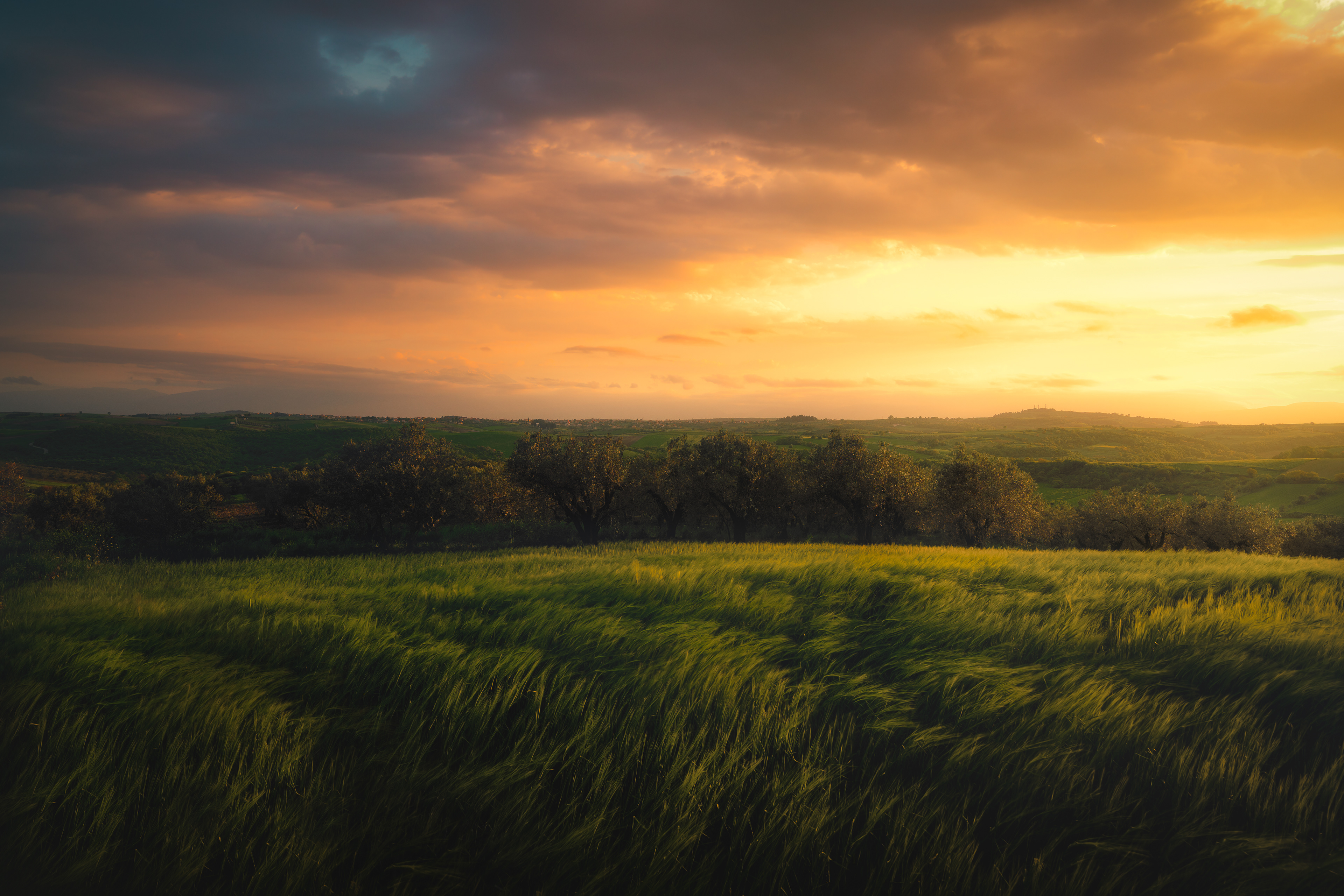 Wheatfields - Macedonia