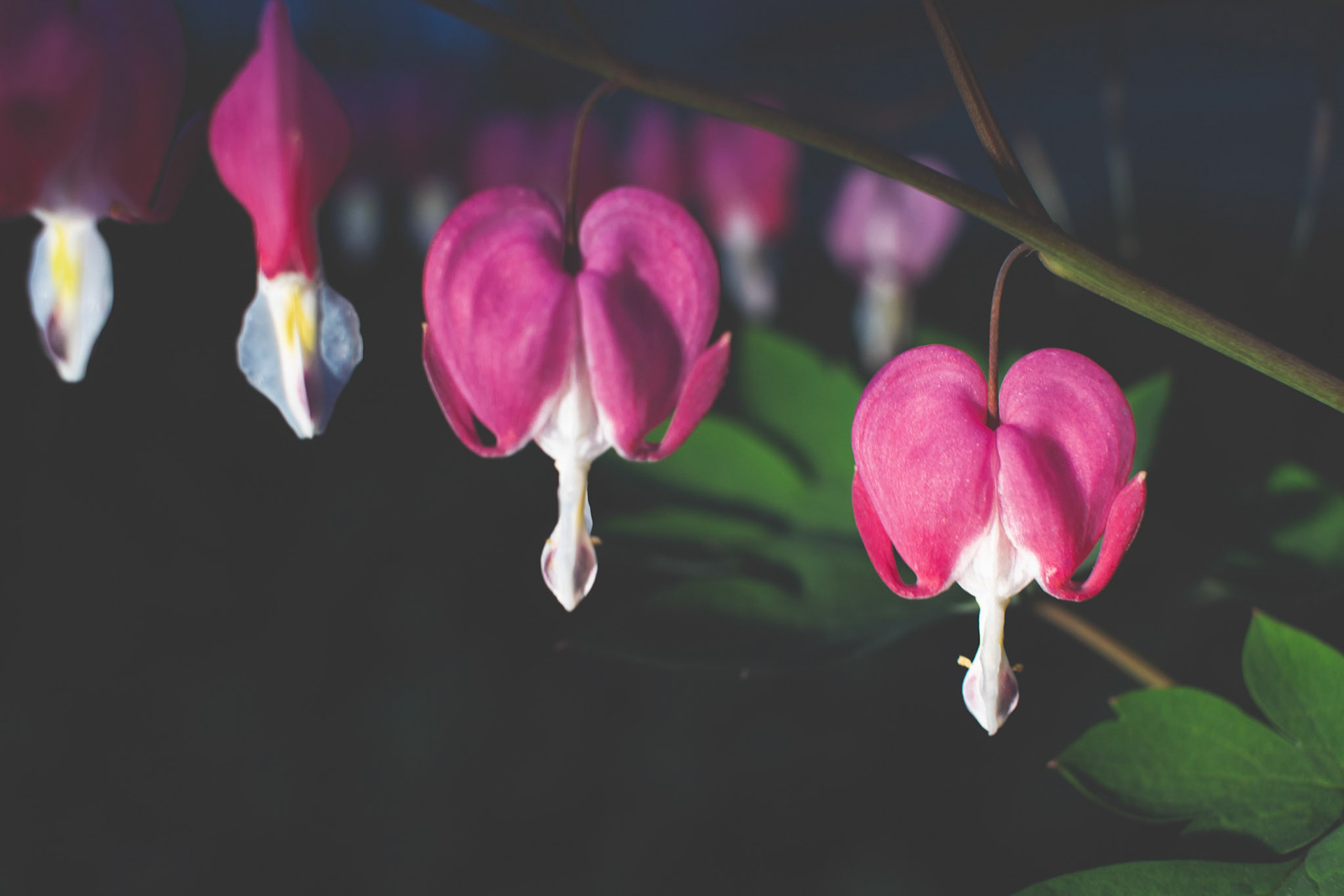 Bleeding Hearts all in a row