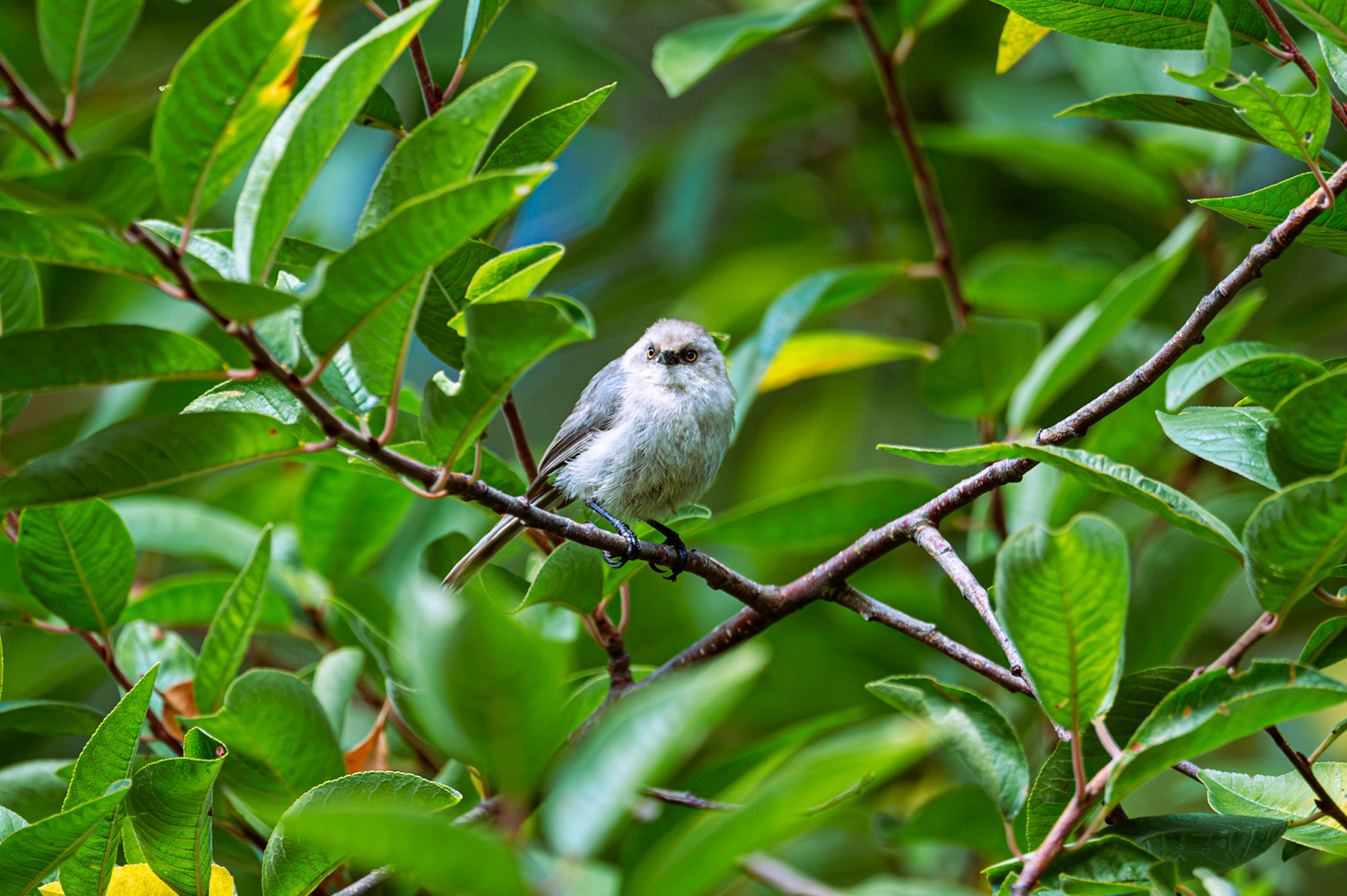American Bushtit