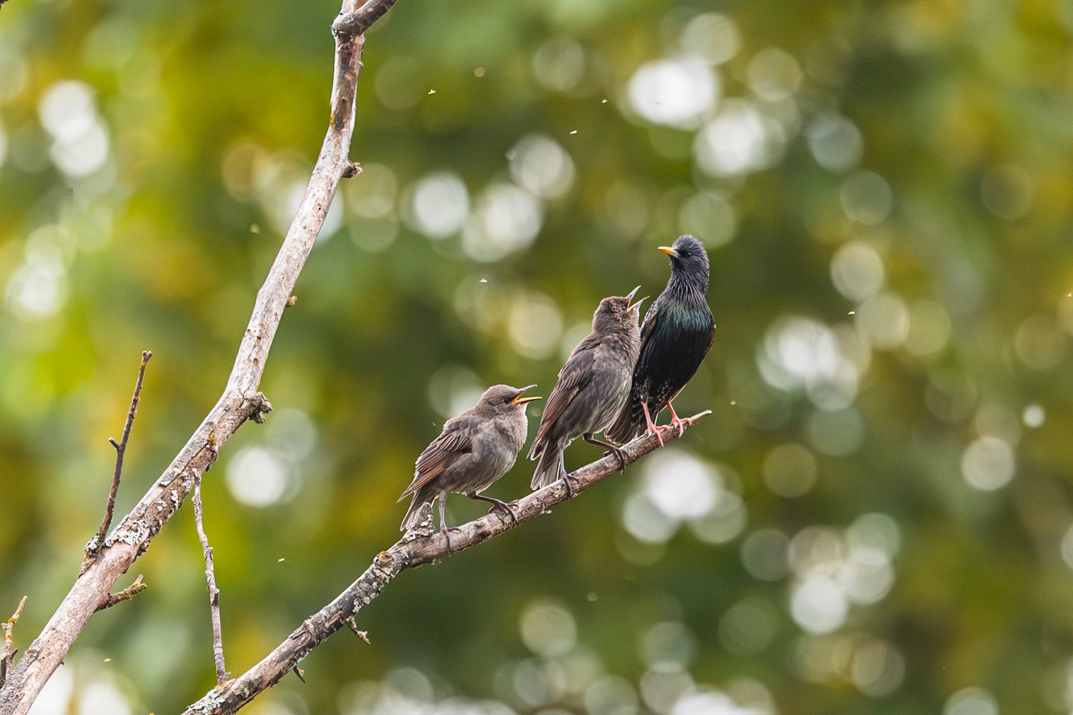 Starlings