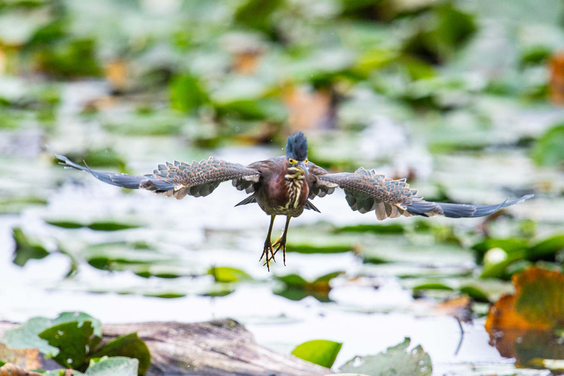 Green Heron