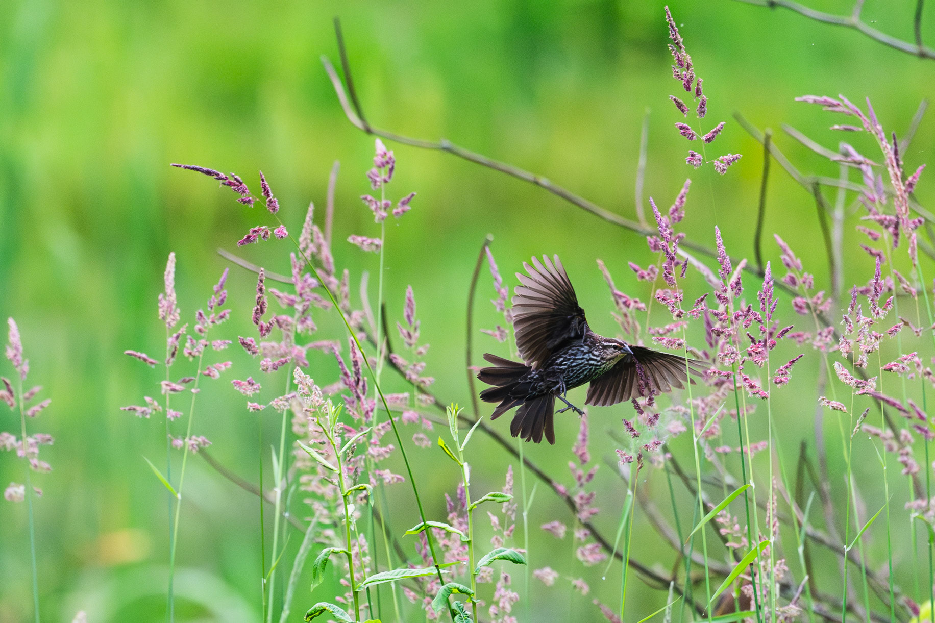 Red Winged Blackbird